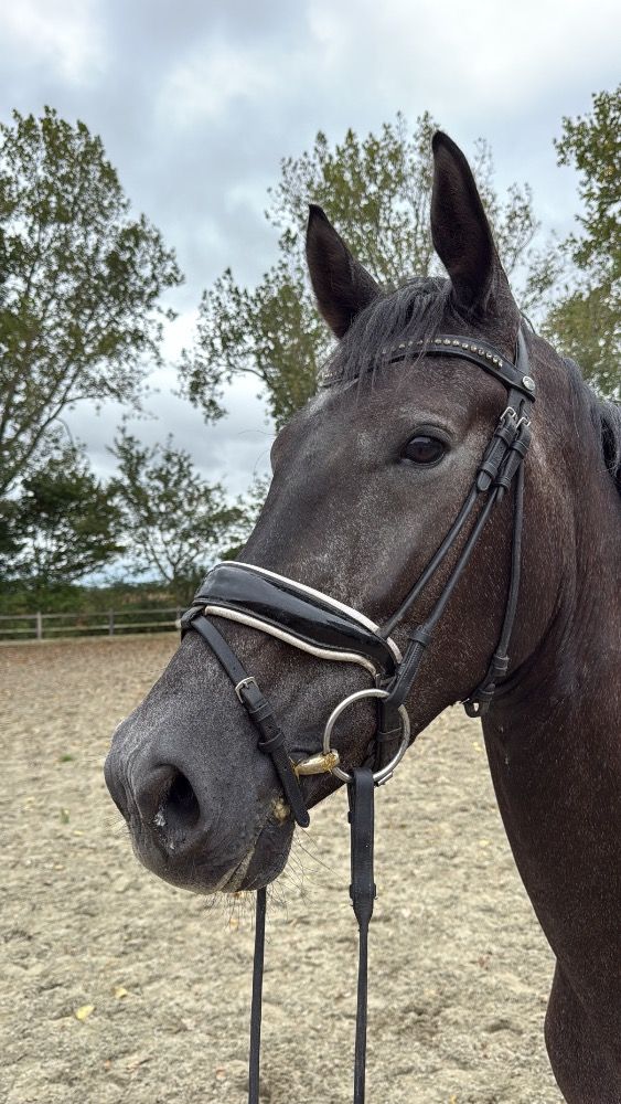 KWPN dressuurpaard Ruin 3 jaar Schimmel te koop - Foto 4