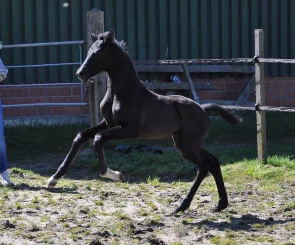 KWPN dressuurpaard Ruin 3 jaar Schimmel te koop - Foto 5