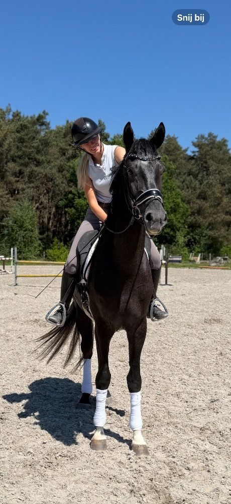 KWPN dressuurpaard Ruin 3 jaar Schimmel te koop - Foto 3