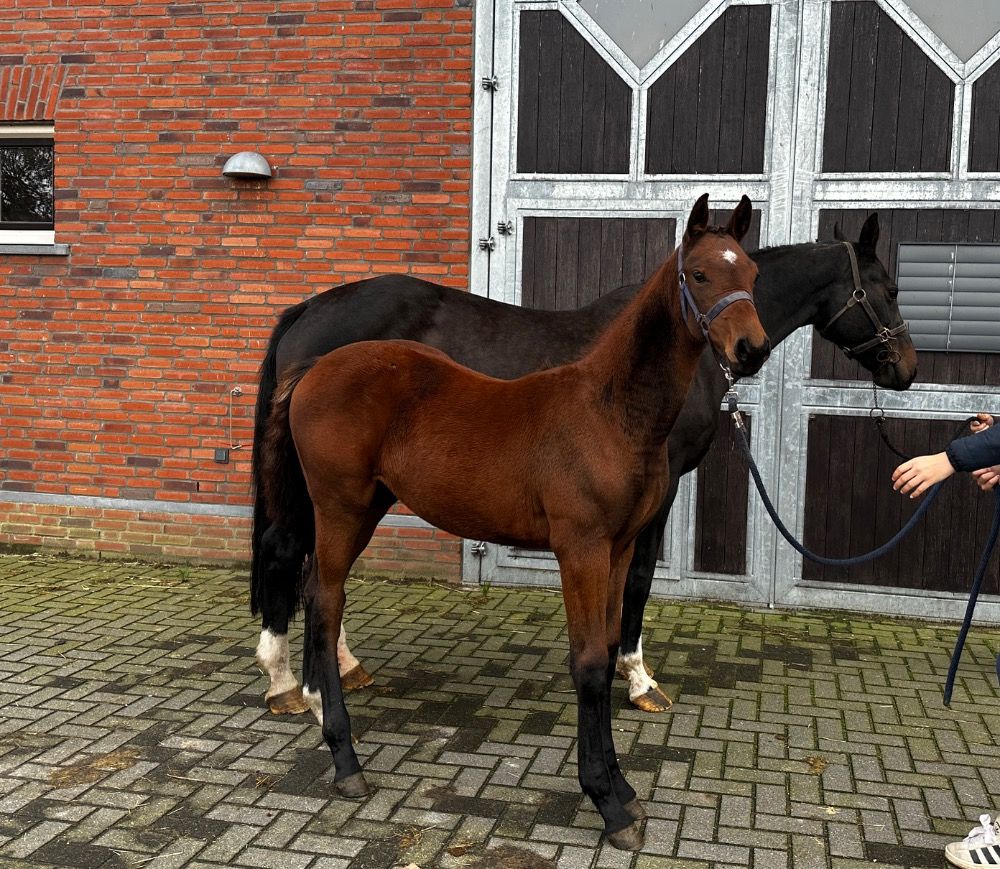 KWPN recreatie-paard Merrie 0 jaar Bruin te koop - Foto 4