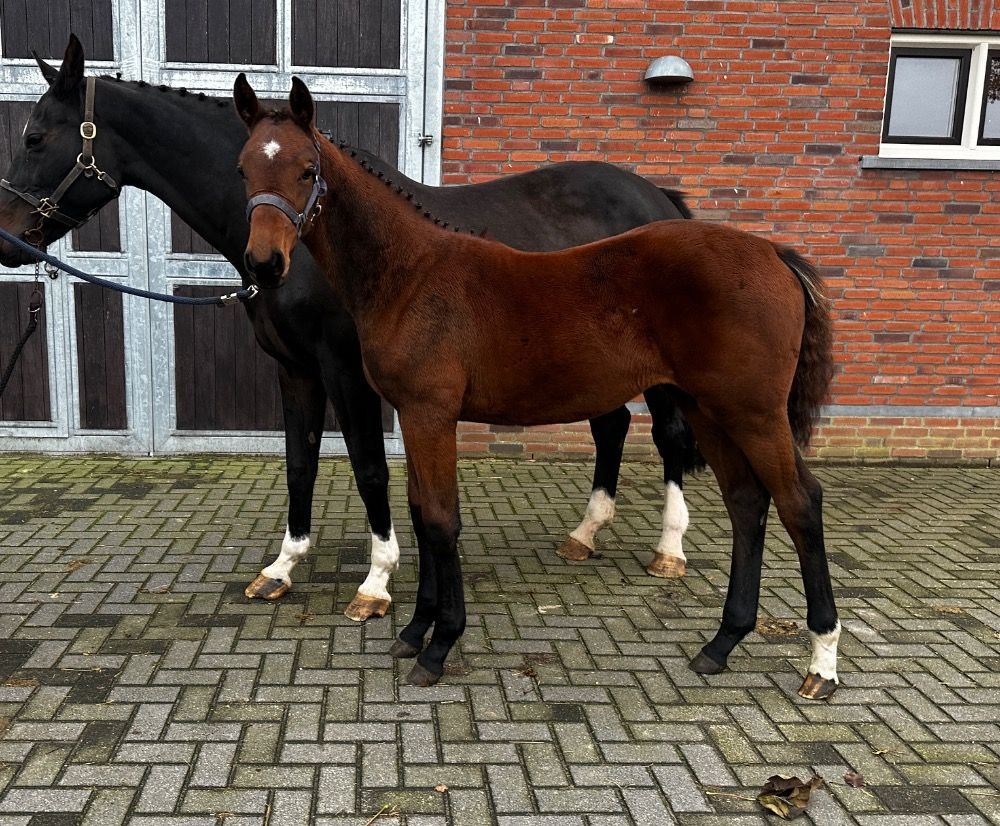 KWPN merrieveulen Carrera VDL x Diarado