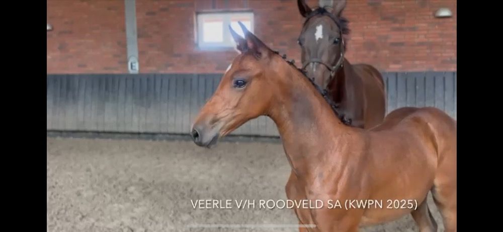 KWPN recreatie-paard Merrie 0 jaar Bruin te koop - Foto 3