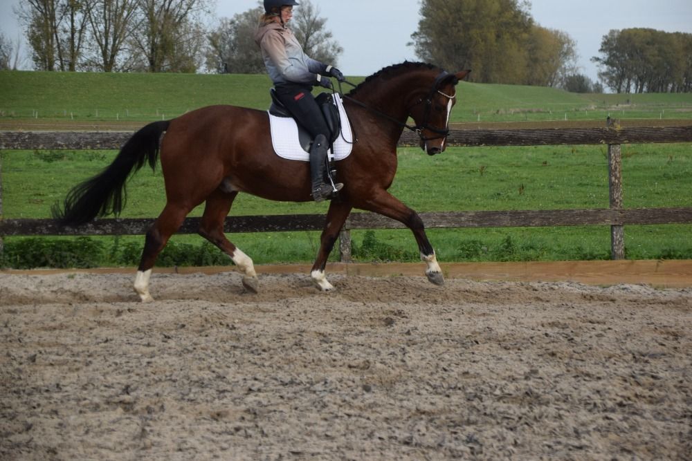 KWPN dressuurpaard Ruin 11 jaar Bruin te koop - Hoofdfoto