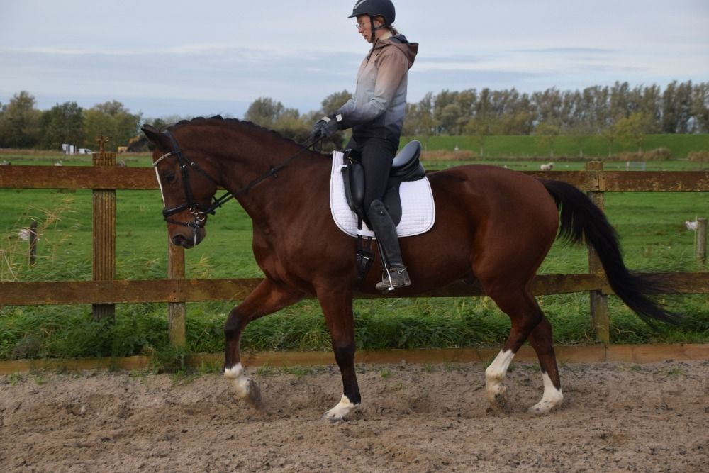 KWPN dressuurpaard Ruin 11 jaar Bruin te koop - Foto 2