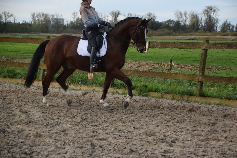 KWPN dressuurpaard Ruin 11 jaar Bruin te koop - Foto 6