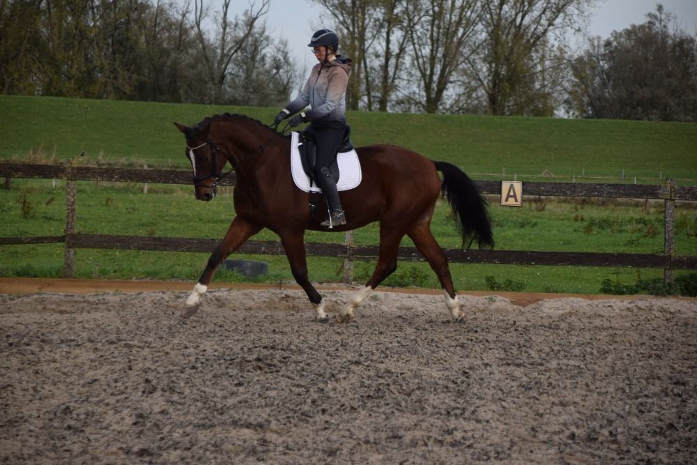 KWPN dressuurpaard Ruin 11 jaar Bruin te koop - Foto 3