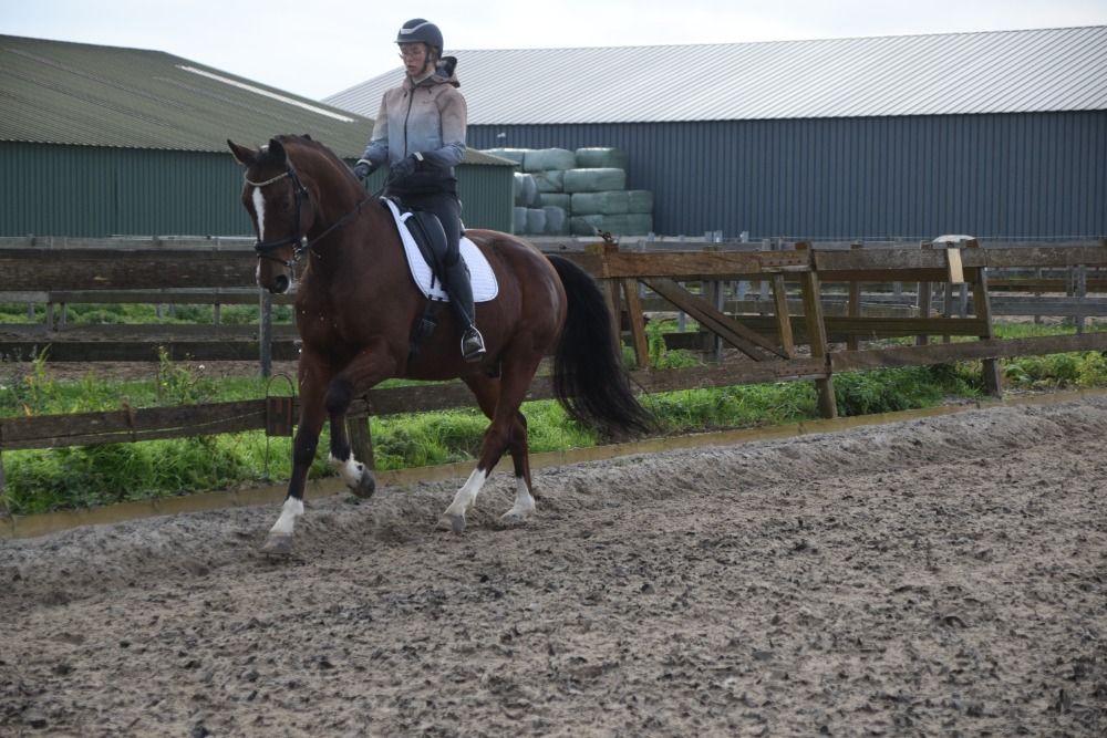 KWPN dressuurpaard Ruin 11 jaar Bruin te koop - Foto 5