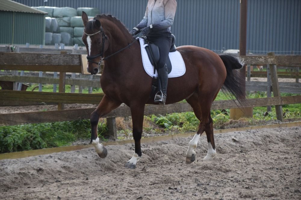 KWPN dressuurpaard Ruin 11 jaar Bruin te koop - Foto 4