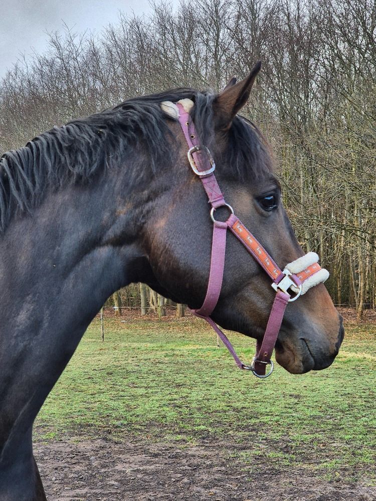 KWPN dressuurpaard Merrie 4 jaar Donkerbruin te koop - Foto 3