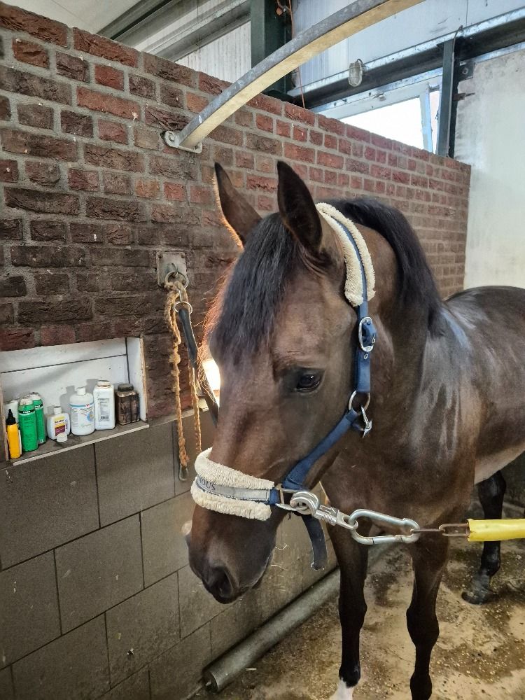 Getalenteerde merrie uit goede stam