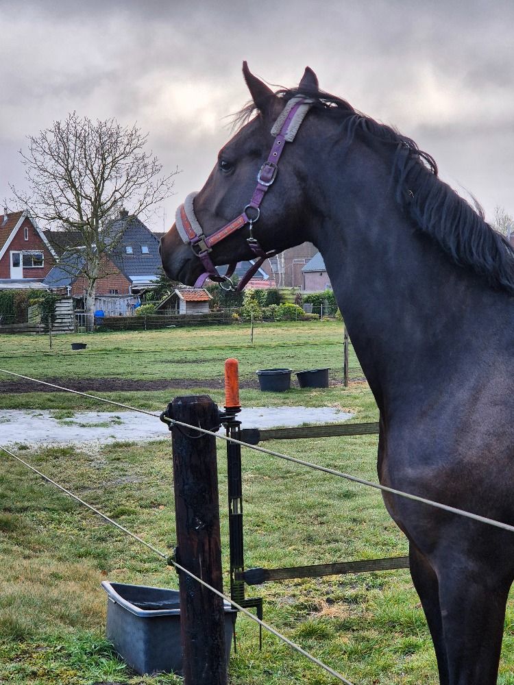 KWPN dressuurpaard Merrie 4 jaar Donkerbruin te koop - Foto 2