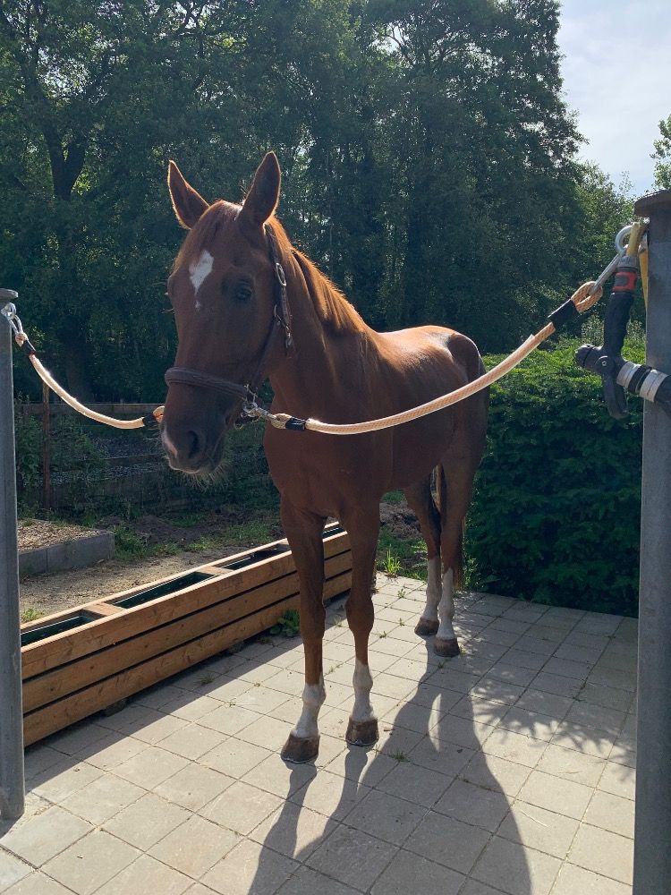 NRPS allrounder Ruin 7 jaar Vos te koop - Foto 5