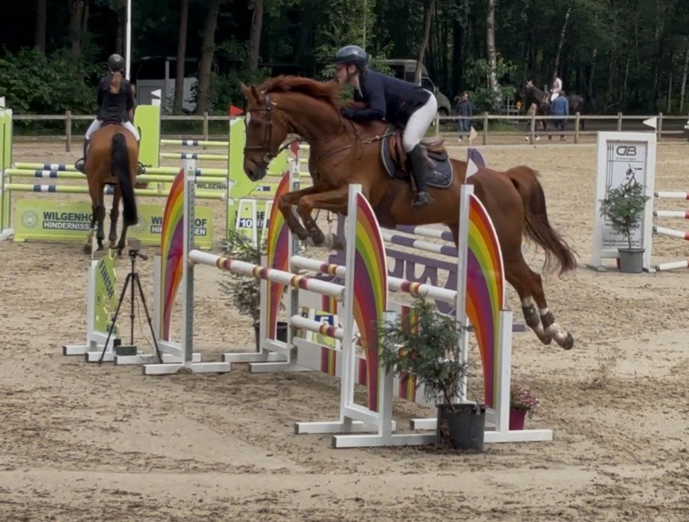 NRPS allrounder Ruin 7 jaar Vos te koop - Foto 4