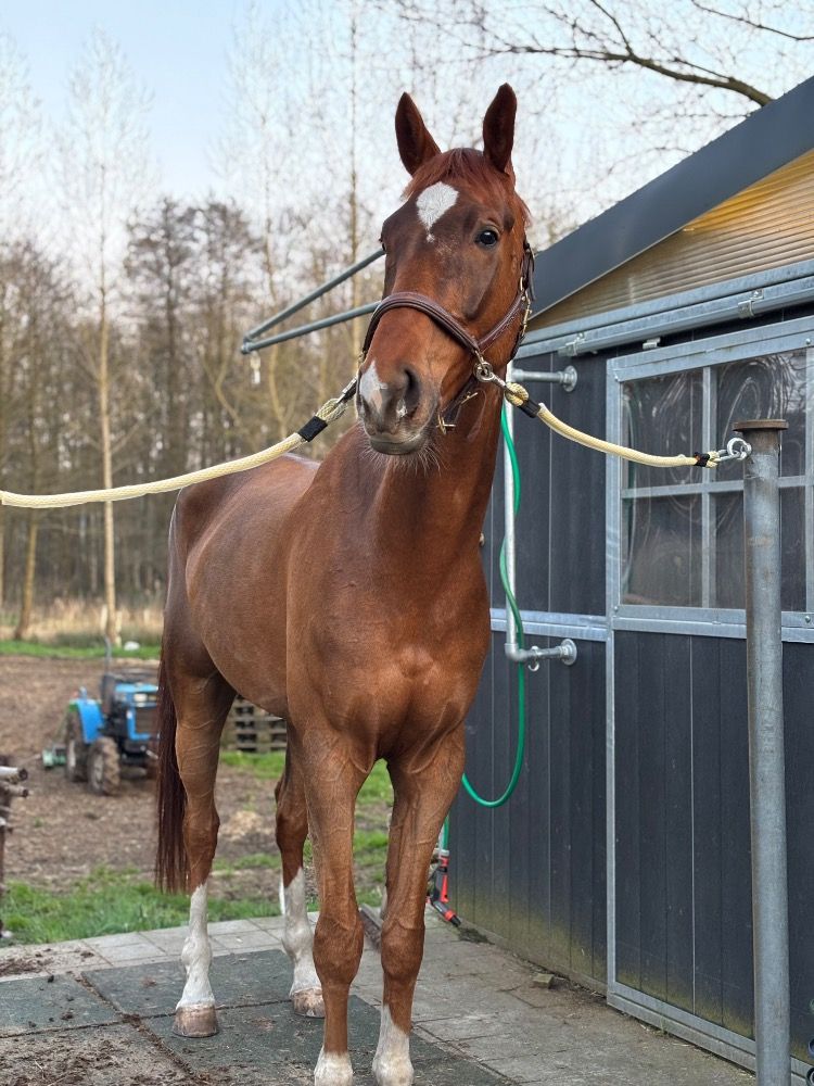 7 jarige ruin te koop