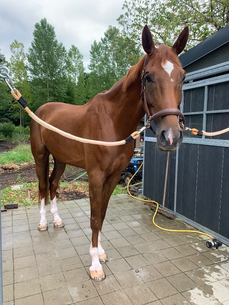 NRPS allrounder Ruin 7 jaar Vos te koop - Foto 2