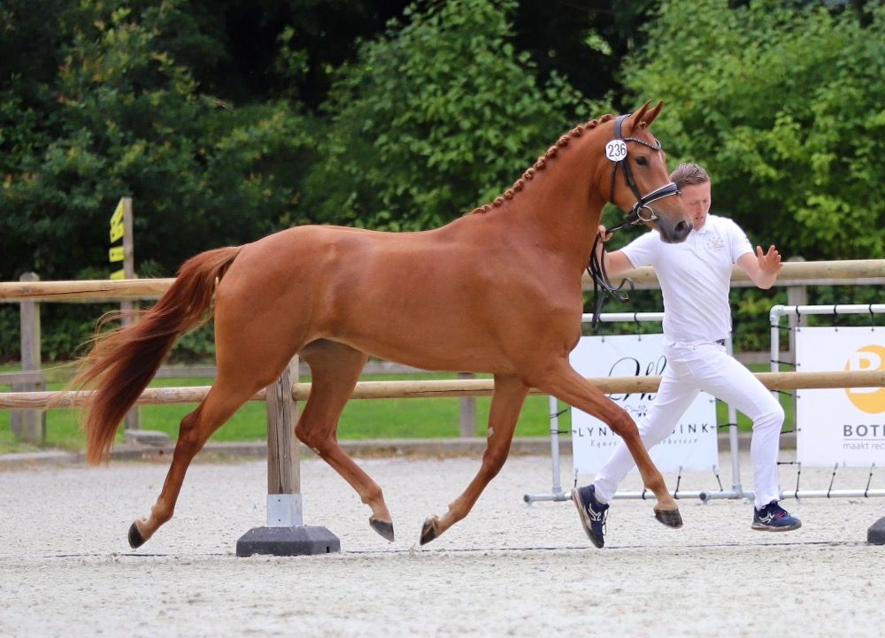 KWPN dressuurpaard Merrie 3 jaar Vos te koop - Foto 4