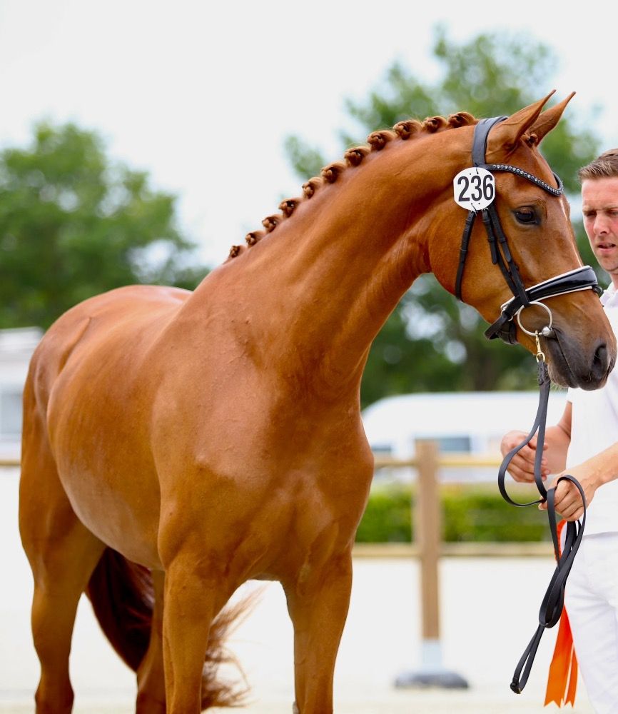 KWPN dressuurpaard Merrie 3 jaar Vos te koop - Foto 2