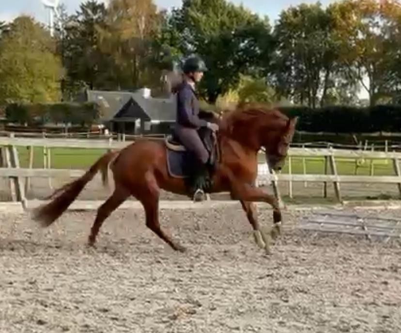 KWPN dressuurpaard Merrie 3 jaar Vos te koop - Foto 6