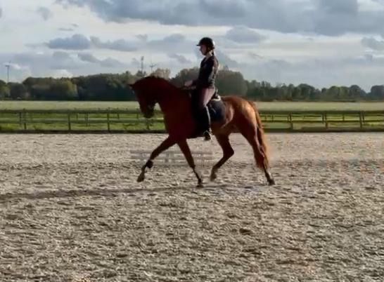 KWPN dressuurpaard Merrie 3 jaar Vos te koop - Foto 5