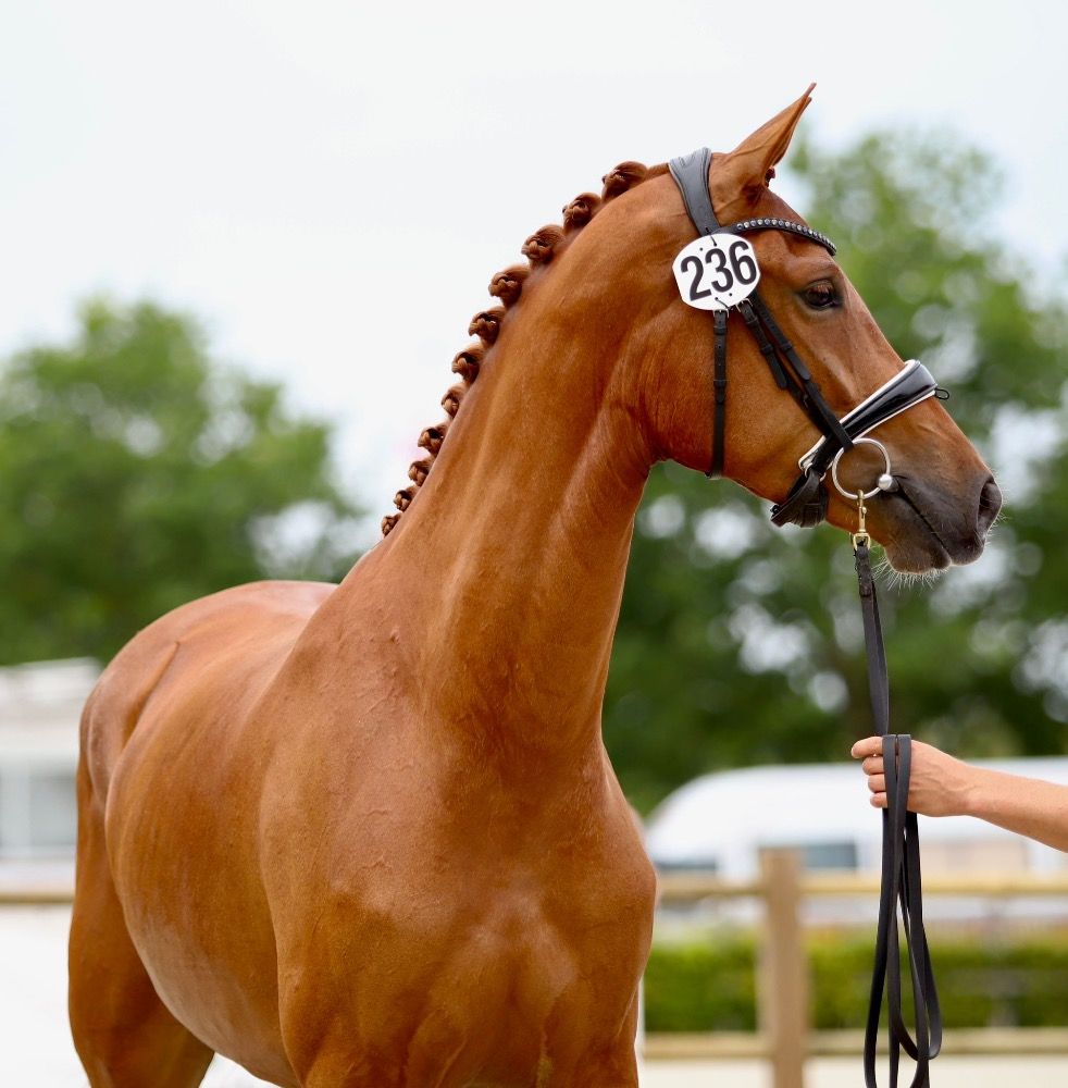 KWPN dressuurpaard Merrie 3 jaar Vos te koop - Hoofdfoto