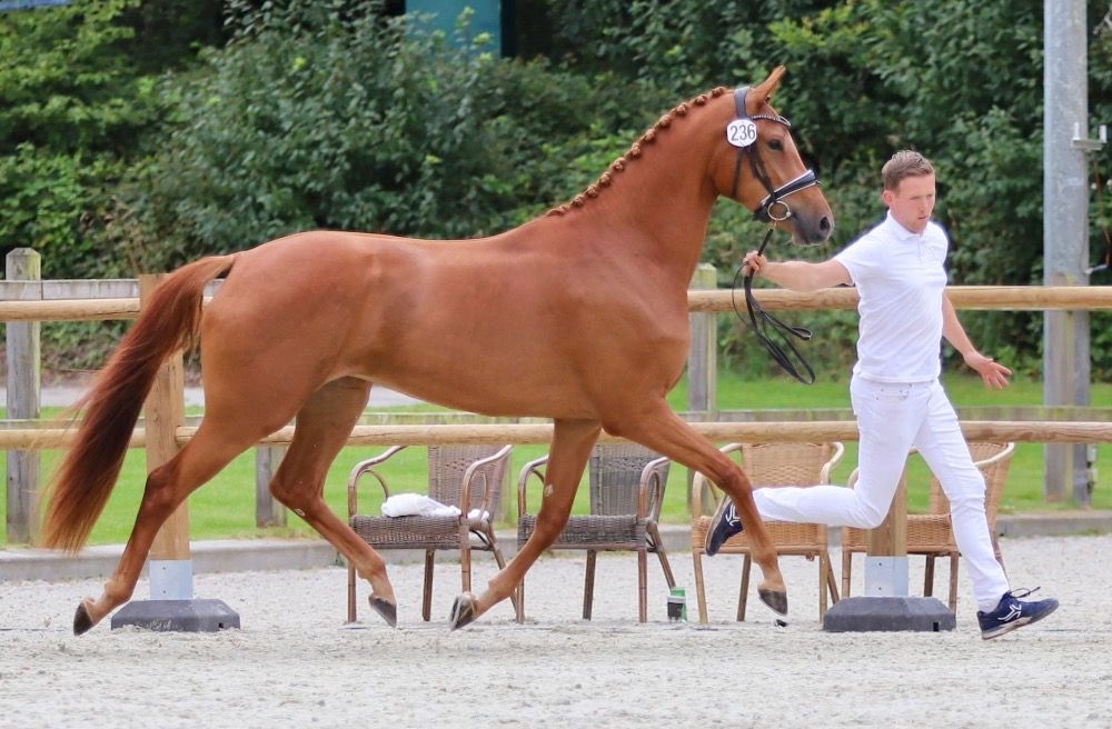 KWPN dressuurpaard Merrie 3 jaar Vos te koop - Foto 3
