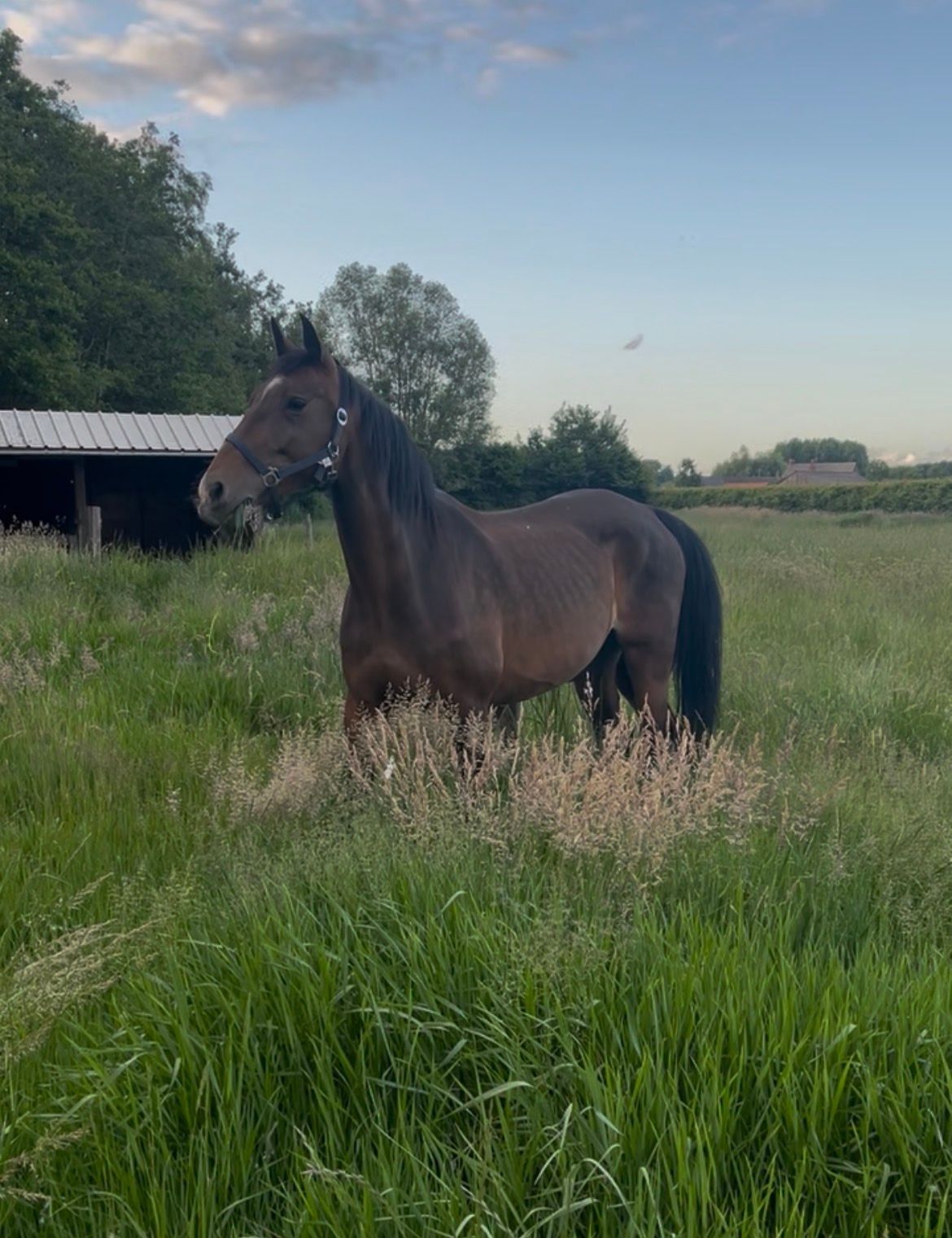 kwpn springpaard merrie 12 jaar bruin te koop - Foto 3