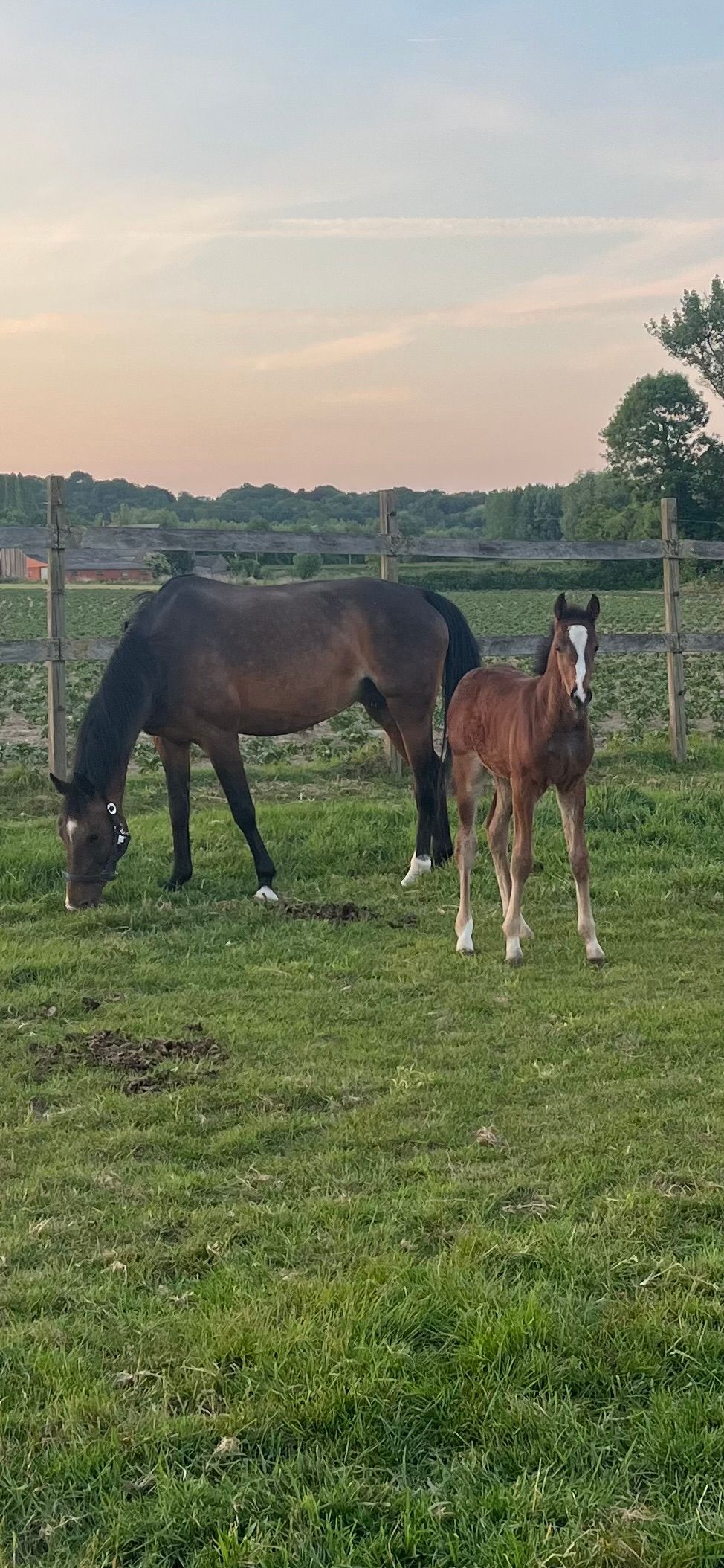 kwpn springpaard merrie 12 jaar bruin te koop - Foto 4