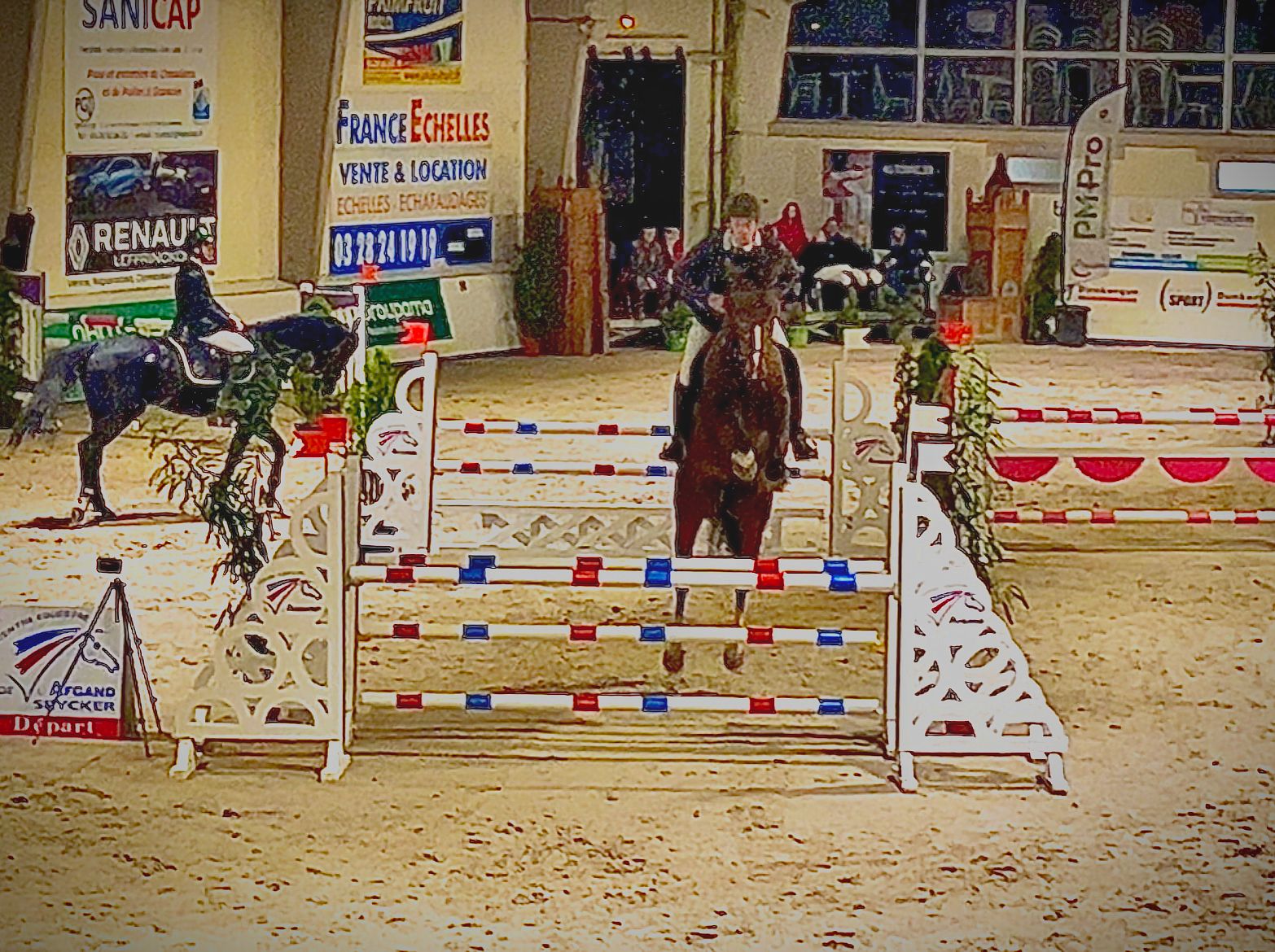 selle-francais springpaard hengst 7 years old bruin for sale - Photo 5