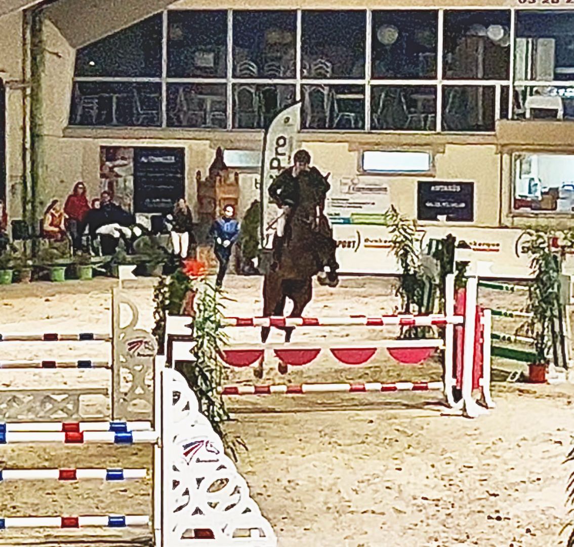 selle-francais springpaard hengst 7 years old bruin for sale - Photo 4