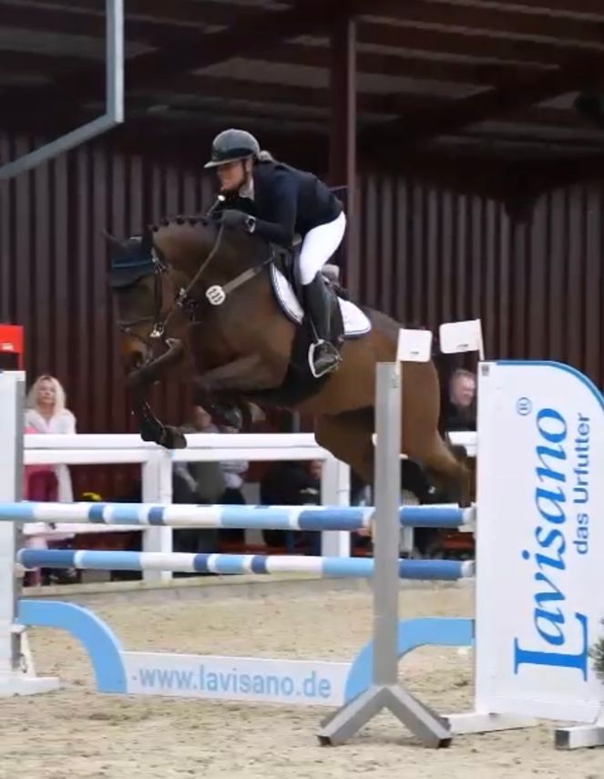 holstein springpaard merrie 5 years old donkerbruin for sale - Photo 2