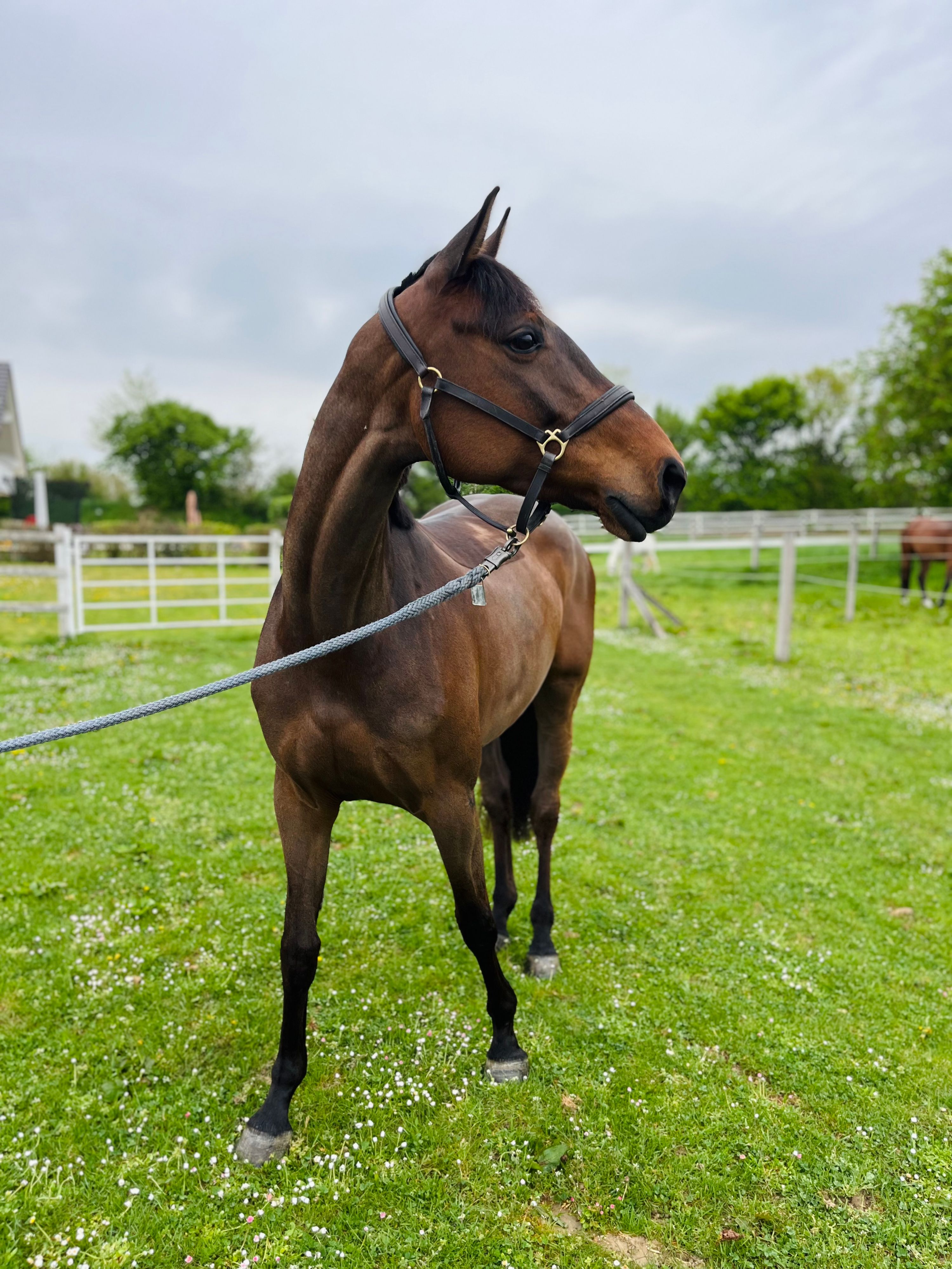 5-year-old Holsteiner mare