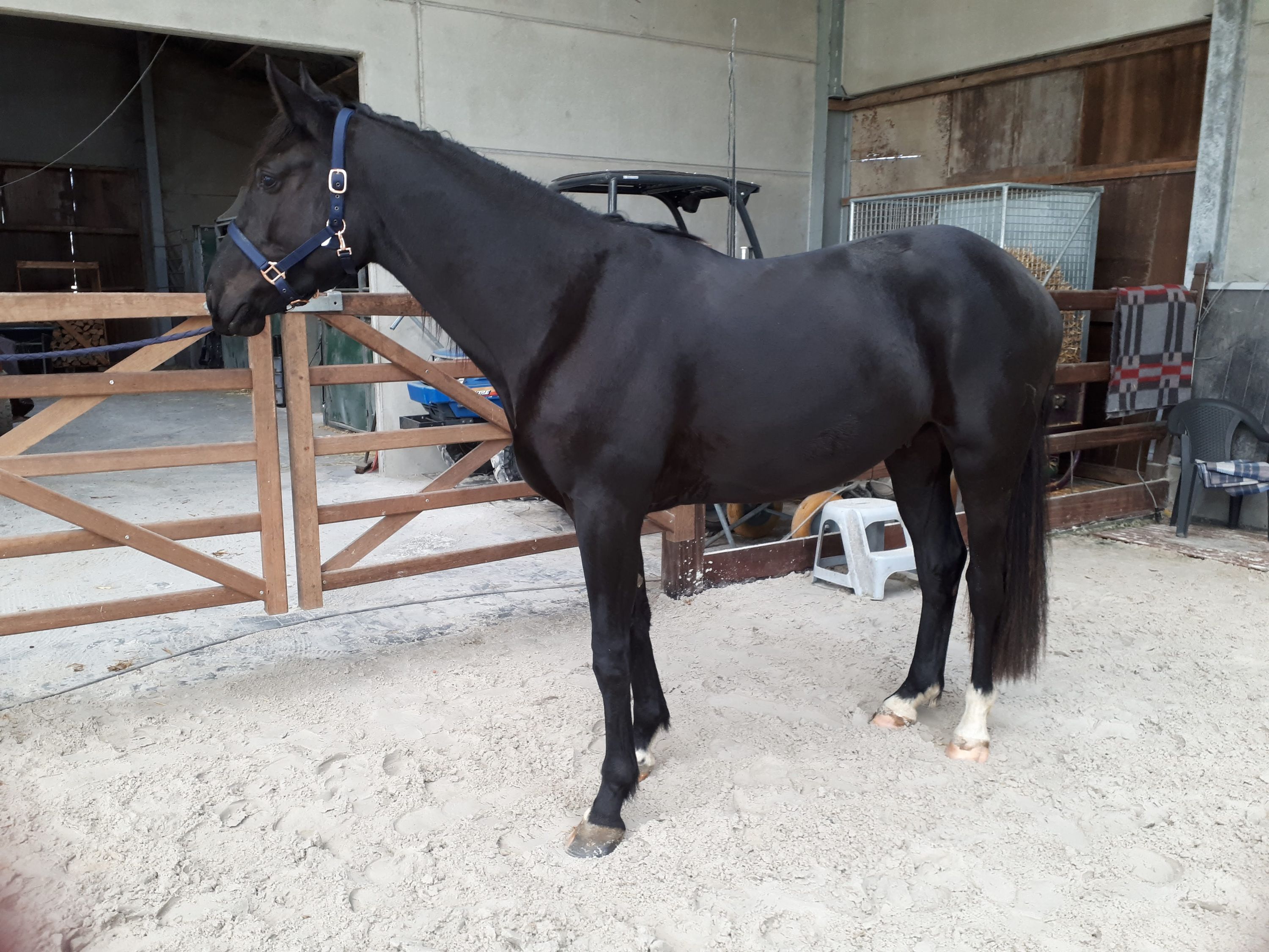 bwp dressuurpaard ruin 4 jaar zwart te koop - Foto 3