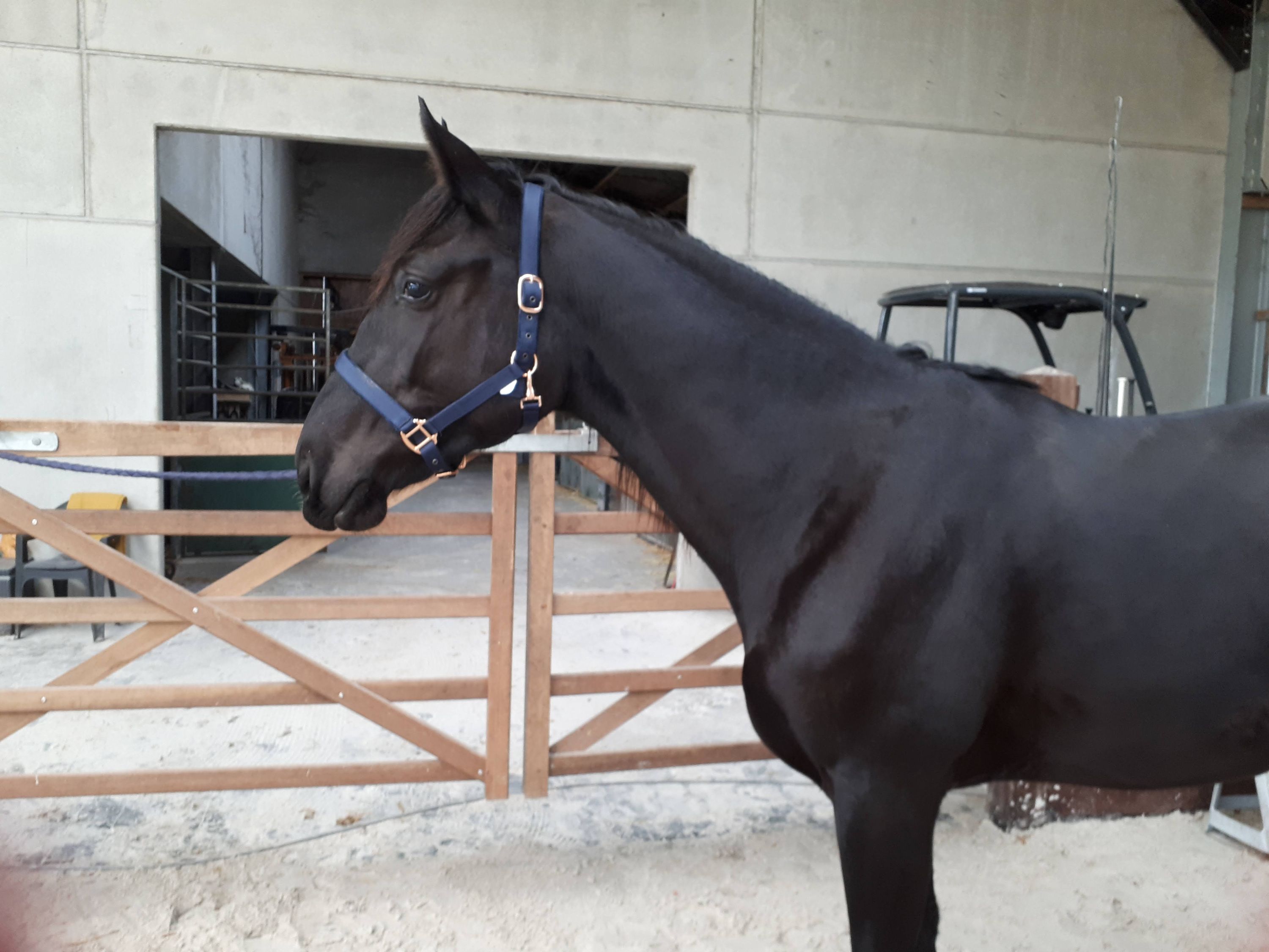 bwp dressuurpaard ruin 4 jaar zwart te koop - Foto 2
