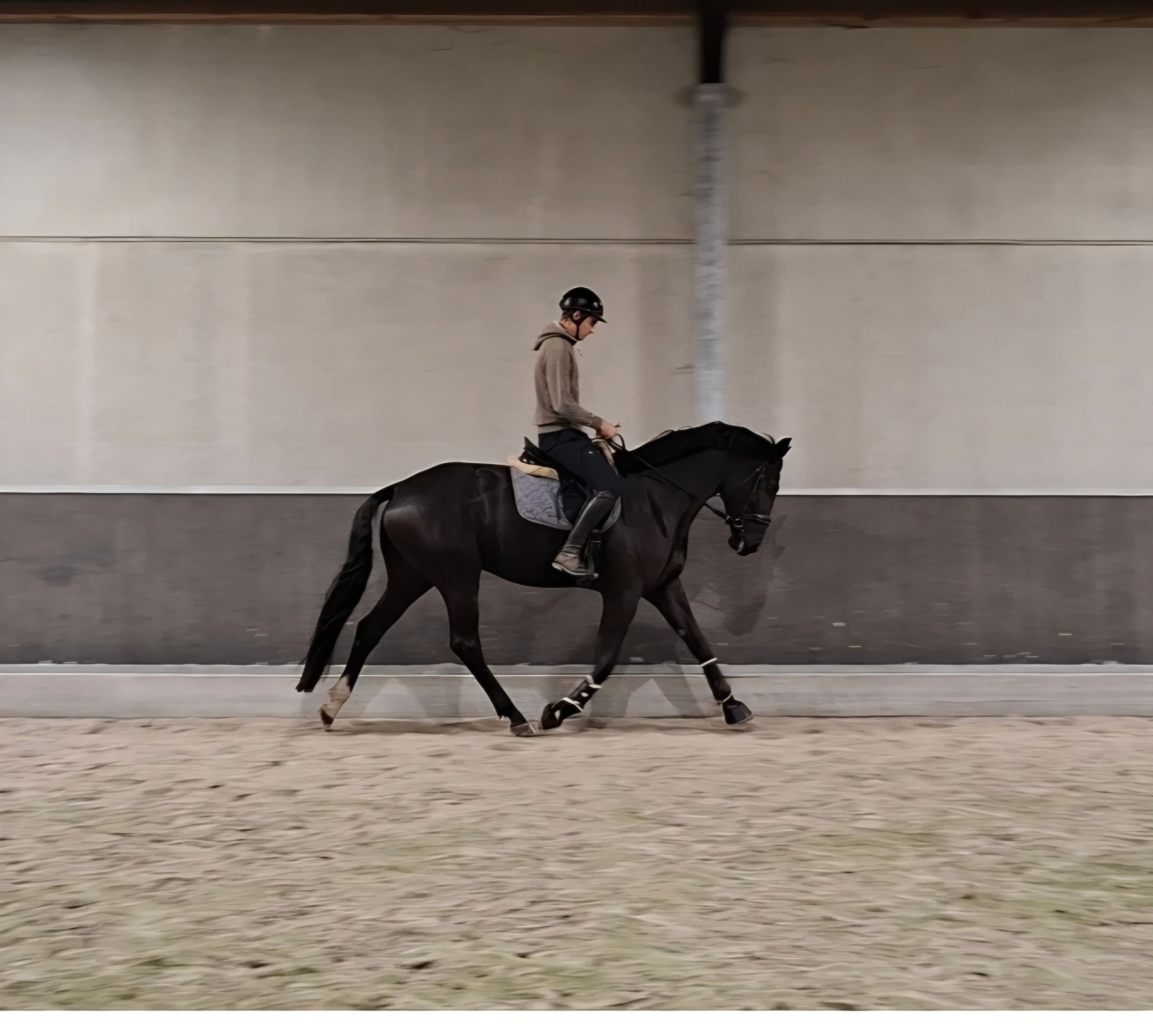 bwp dressuurpaard ruin 4 jaar zwart te koop - Foto 5