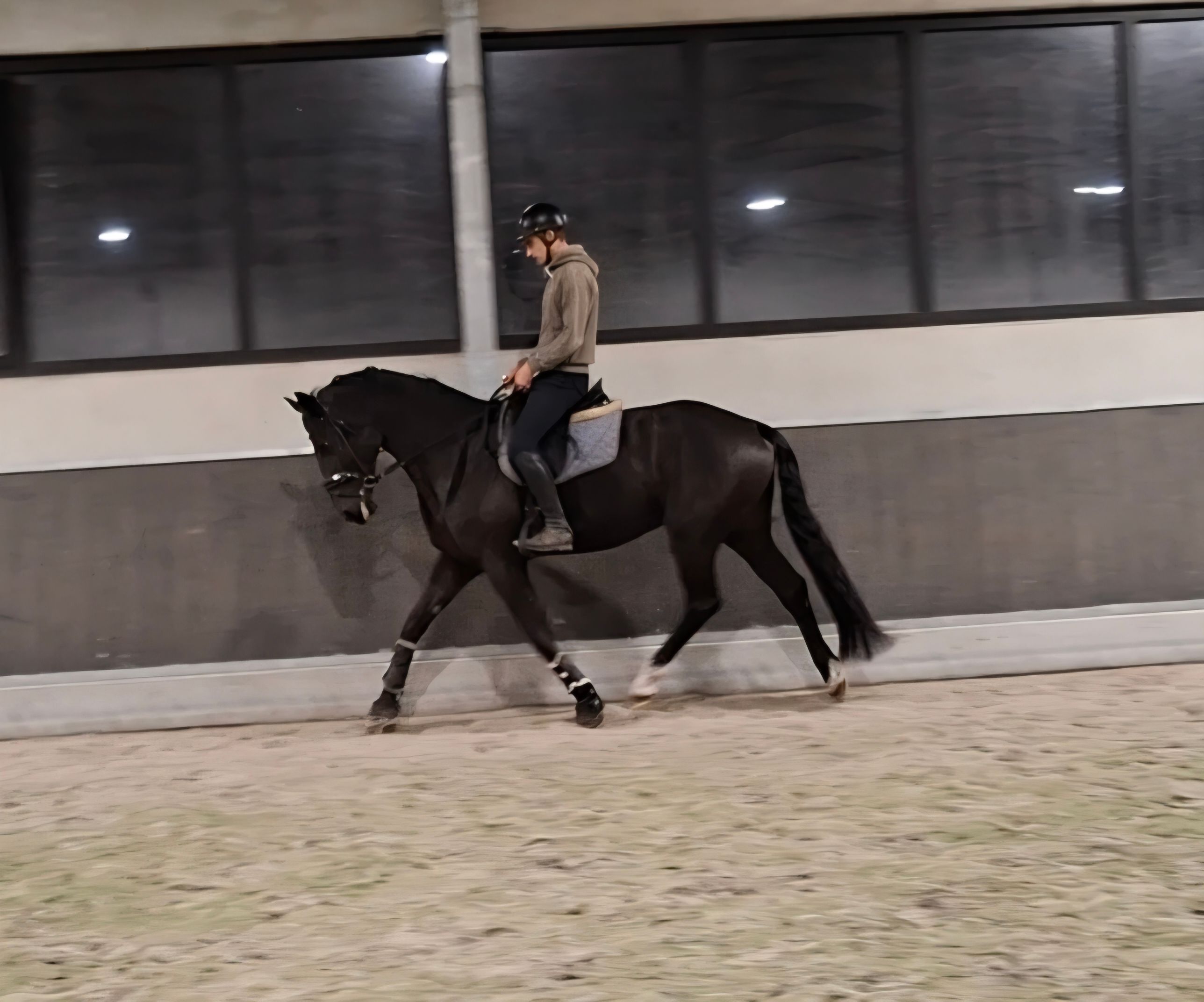 bwp dressuurpaard ruin 4 jaar zwart te koop - Foto 4