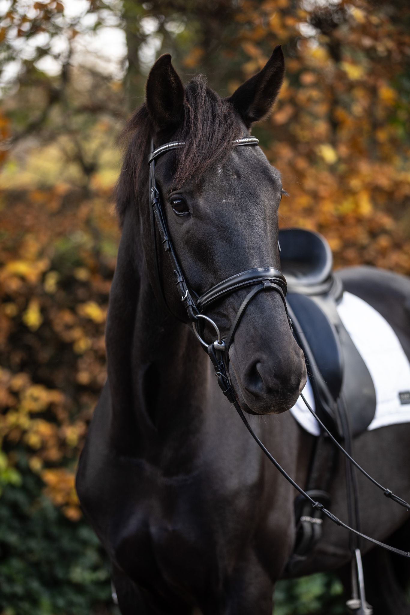 Beautiful dark 6 year old gelding by Sezuan x Fürst Heinrich x Donnerhall