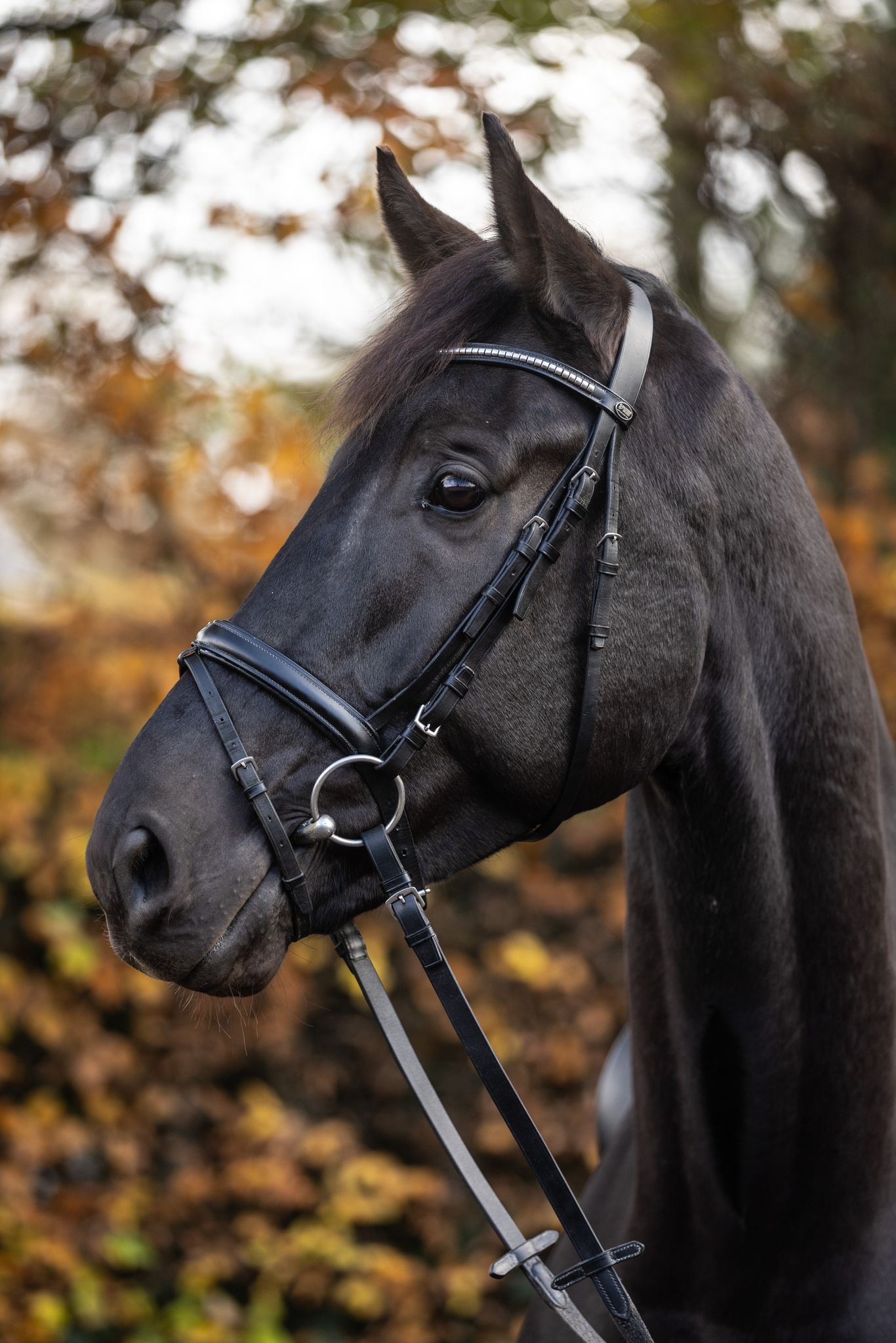 bwp dressuurpaard ruin 6 years old zwart for sale - Photo 2