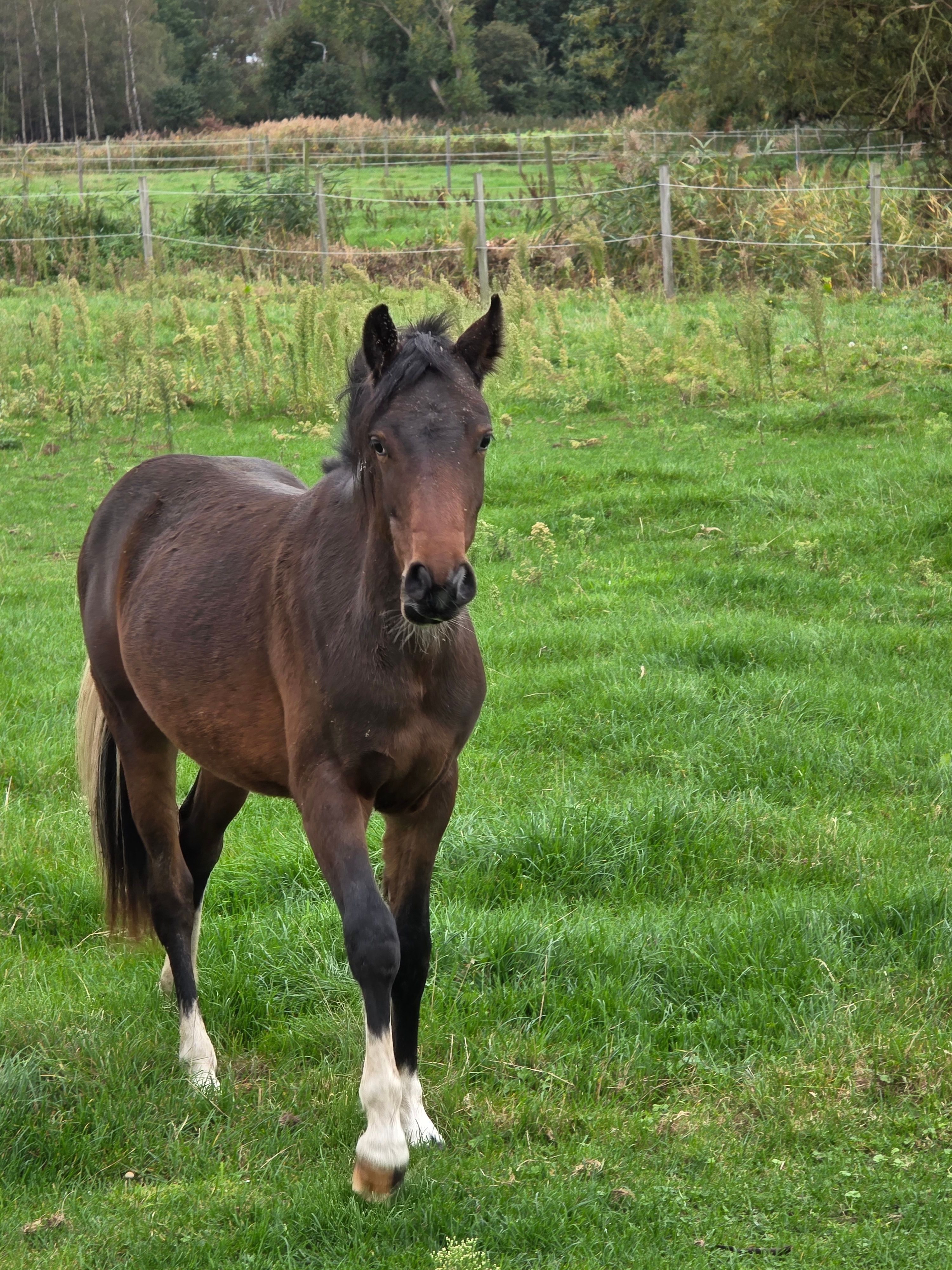 sbs allround-pony hengst 2 jaar donkerbruin te koop - Foto 2
