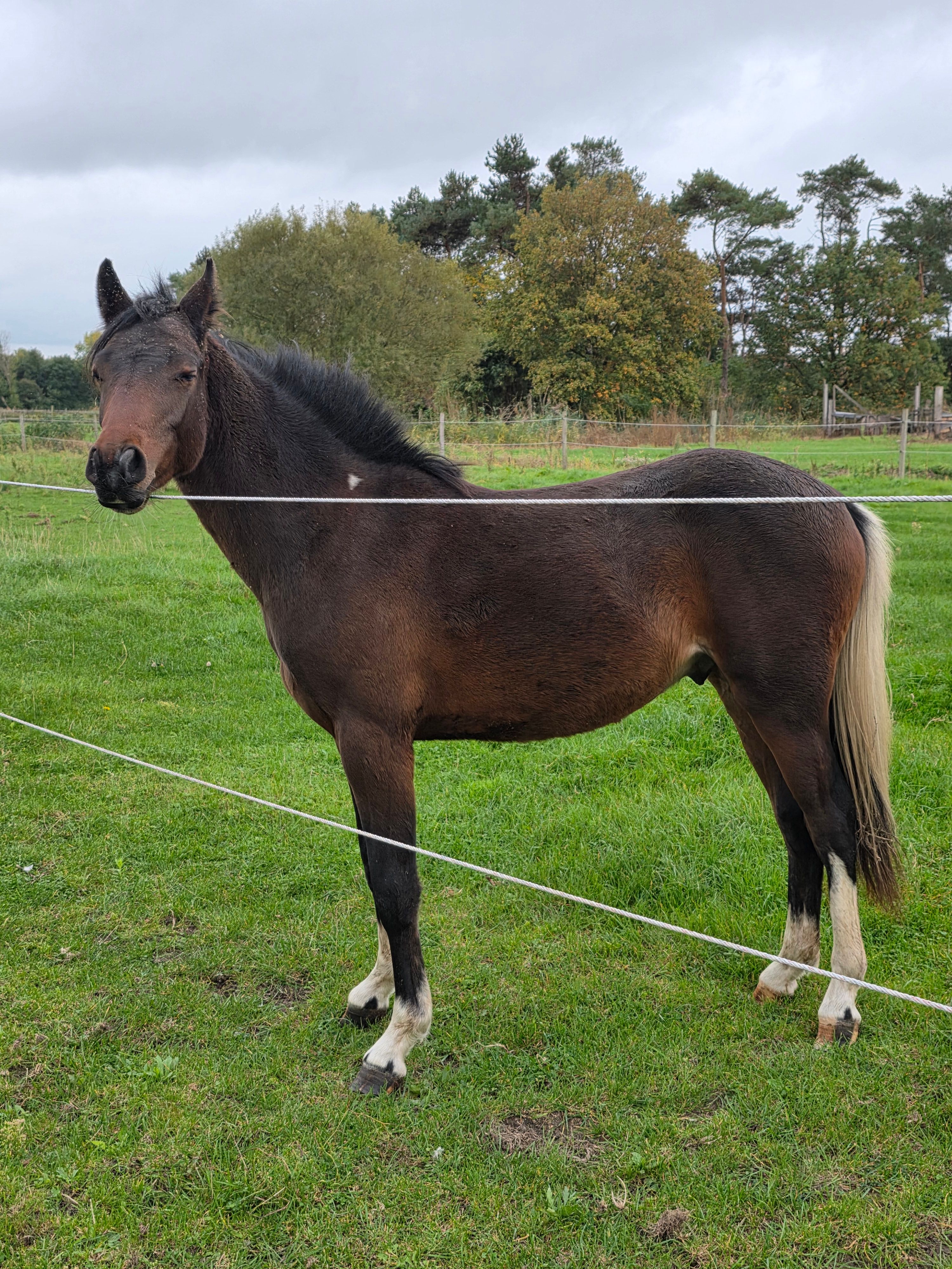 sbs allround-pony hengst 2 jaar donkerbruin te koop - Foto 5