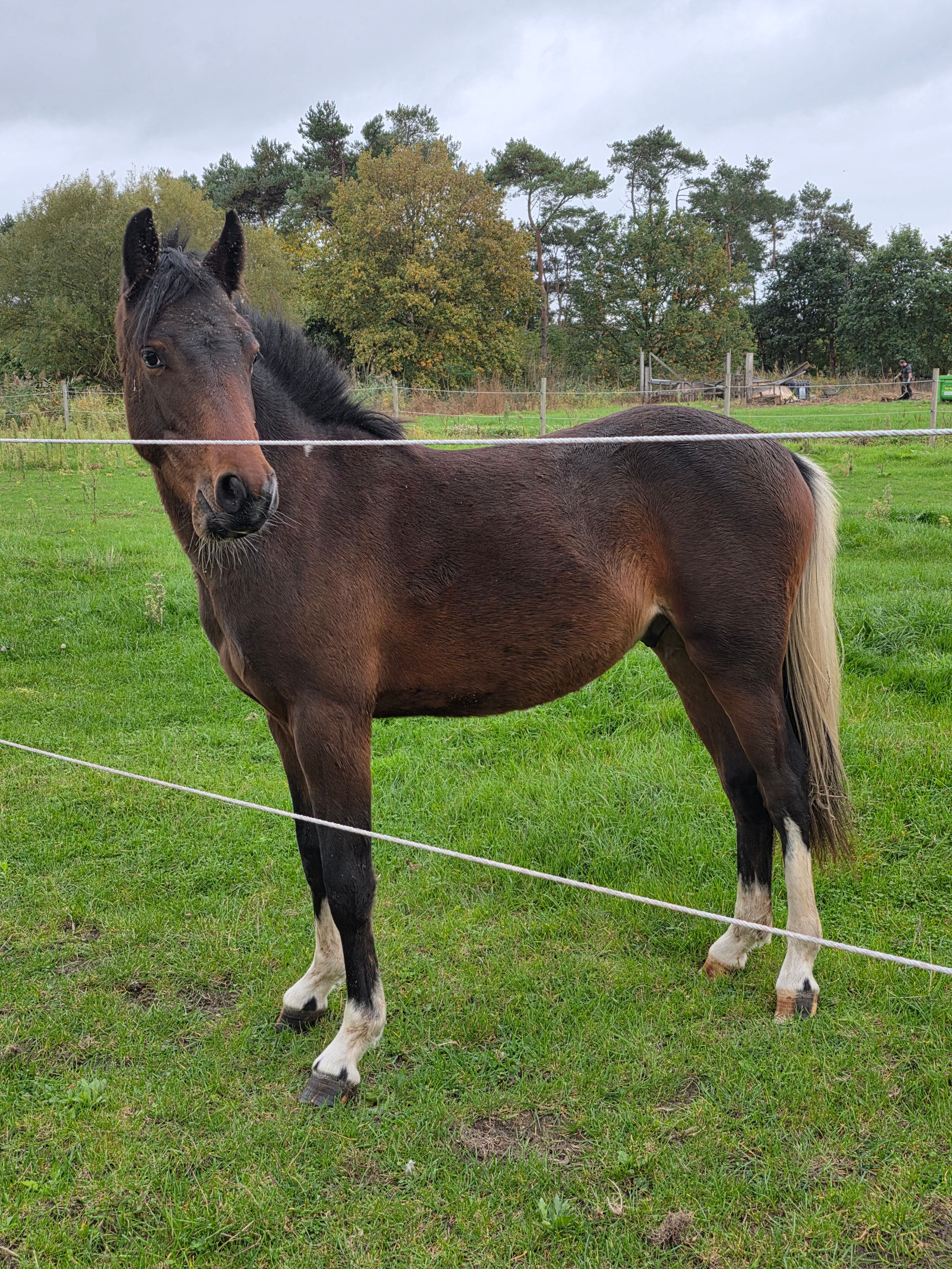 sbs allround-pony hengst 2 jaar donkerbruin te koop - Foto 4