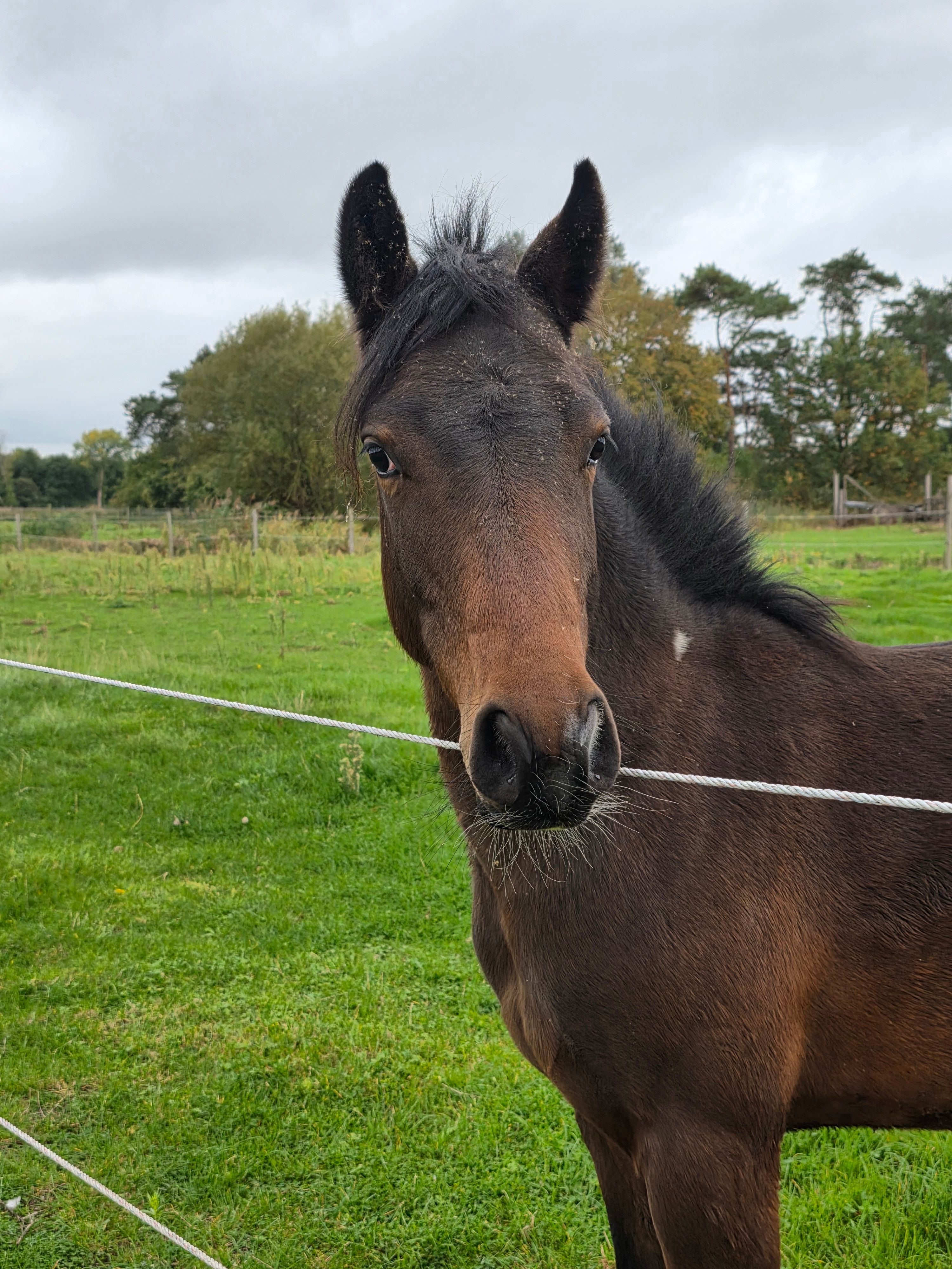 sbs allround-pony hengst 2 jaar donkerbruin te koop - Foto 6