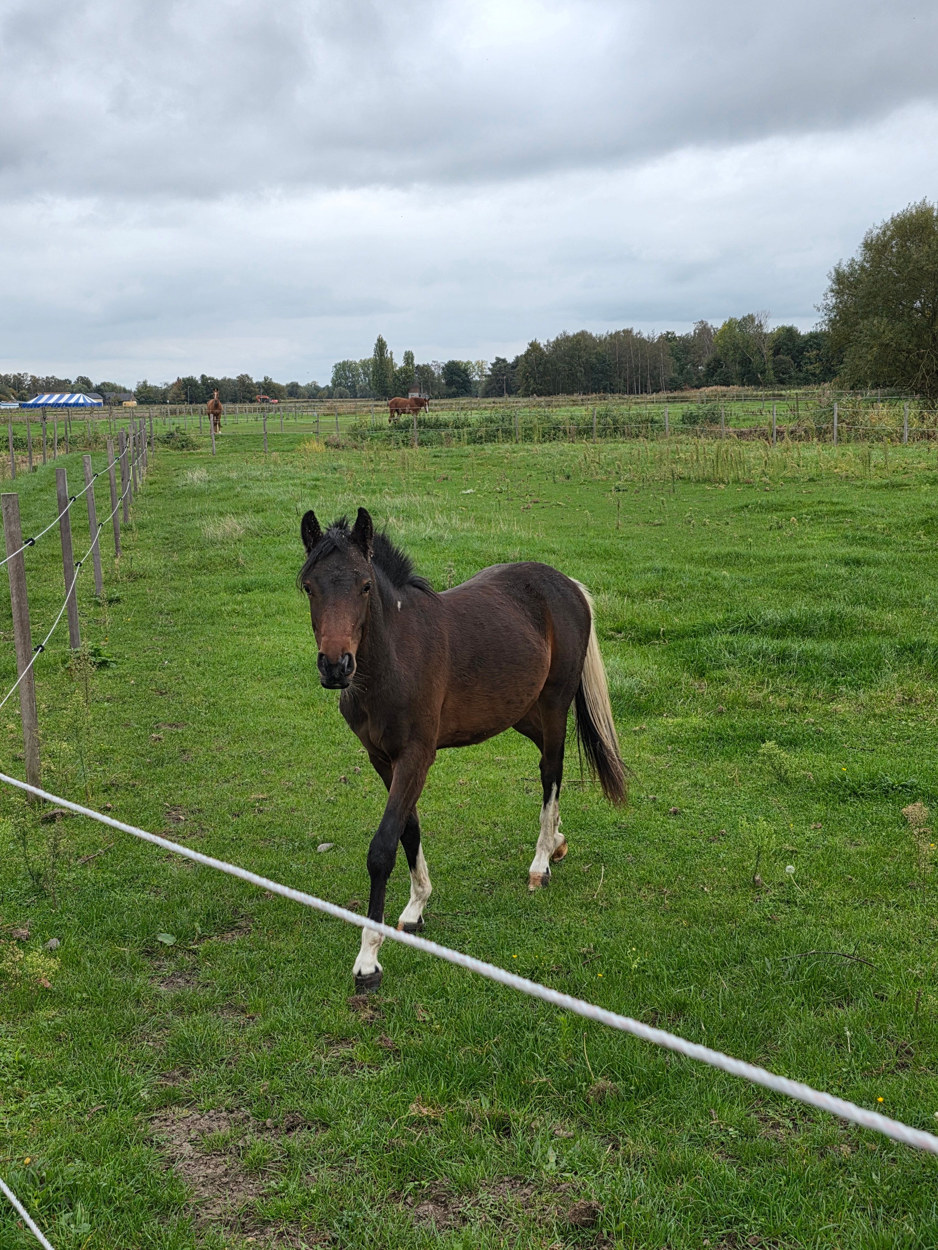sbs allround-pony hengst 2 jaar donkerbruin te koop - Foto 3