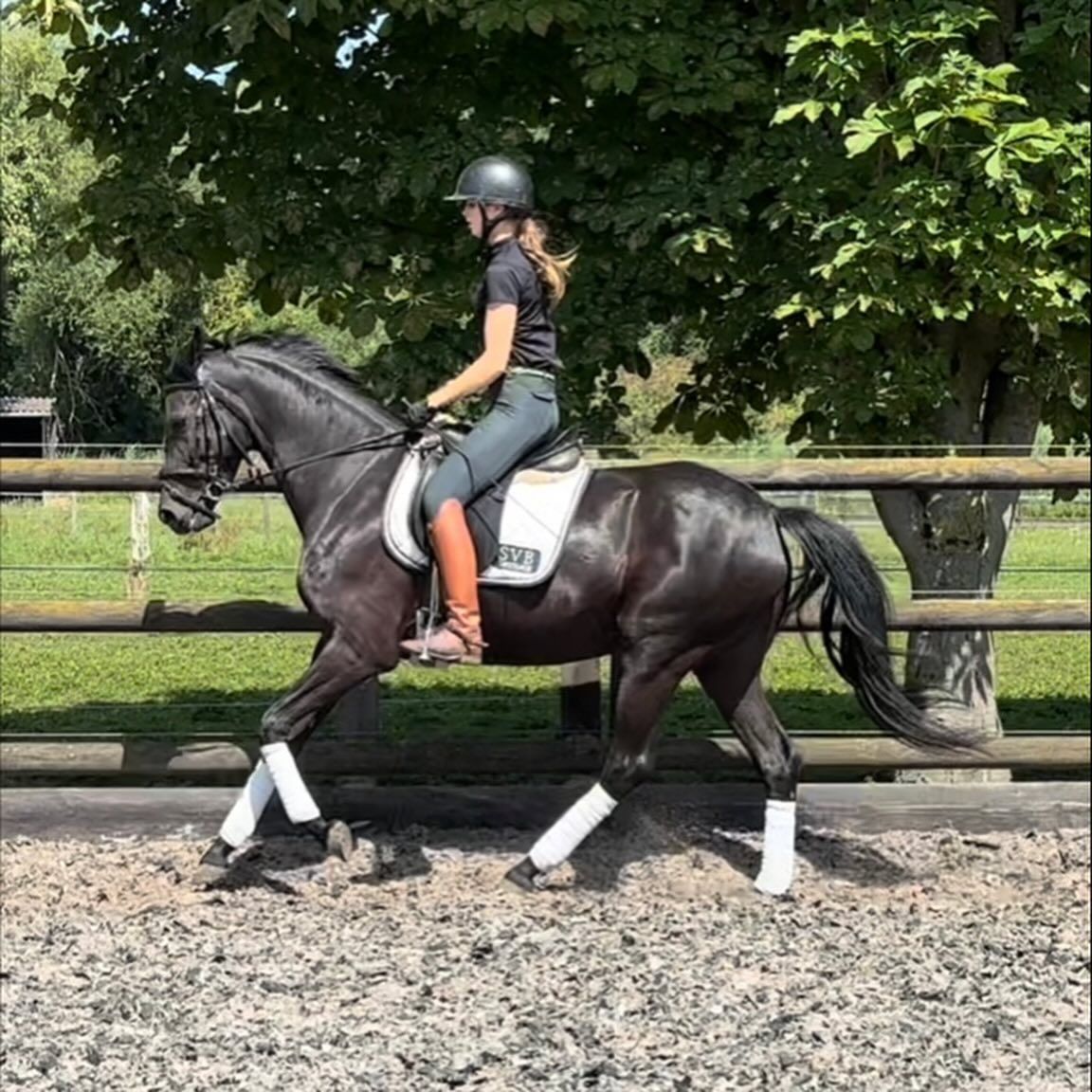 5-jarige dressuurmerrie
