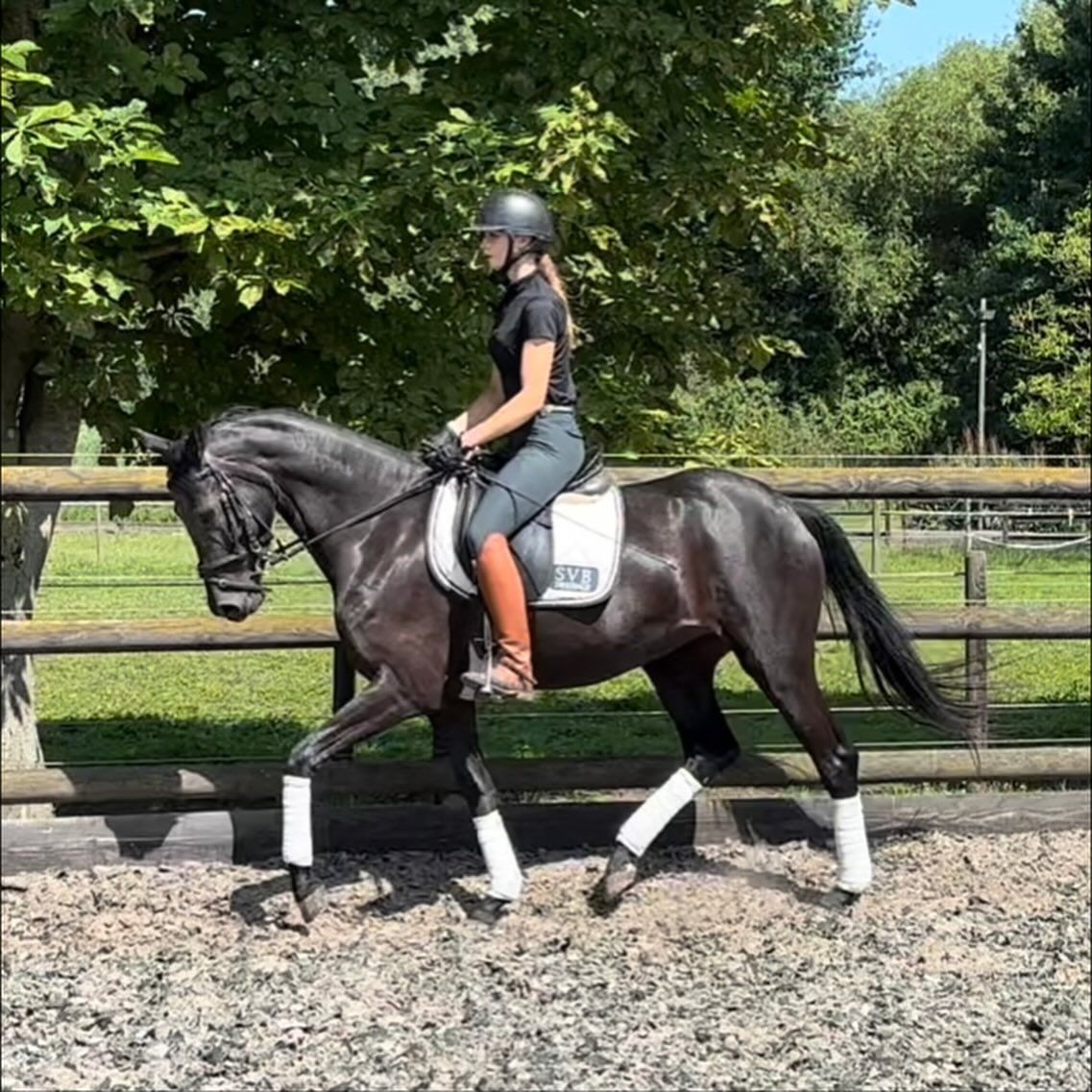 kwpn dressuurpaard merrie 5 jaar zwart te koop - Foto 3