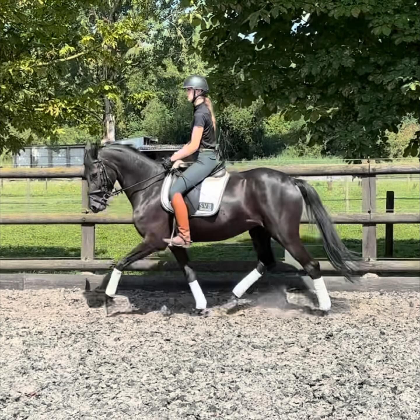 kwpn dressuurpaard merrie 5 jaar zwart te koop - Foto 2