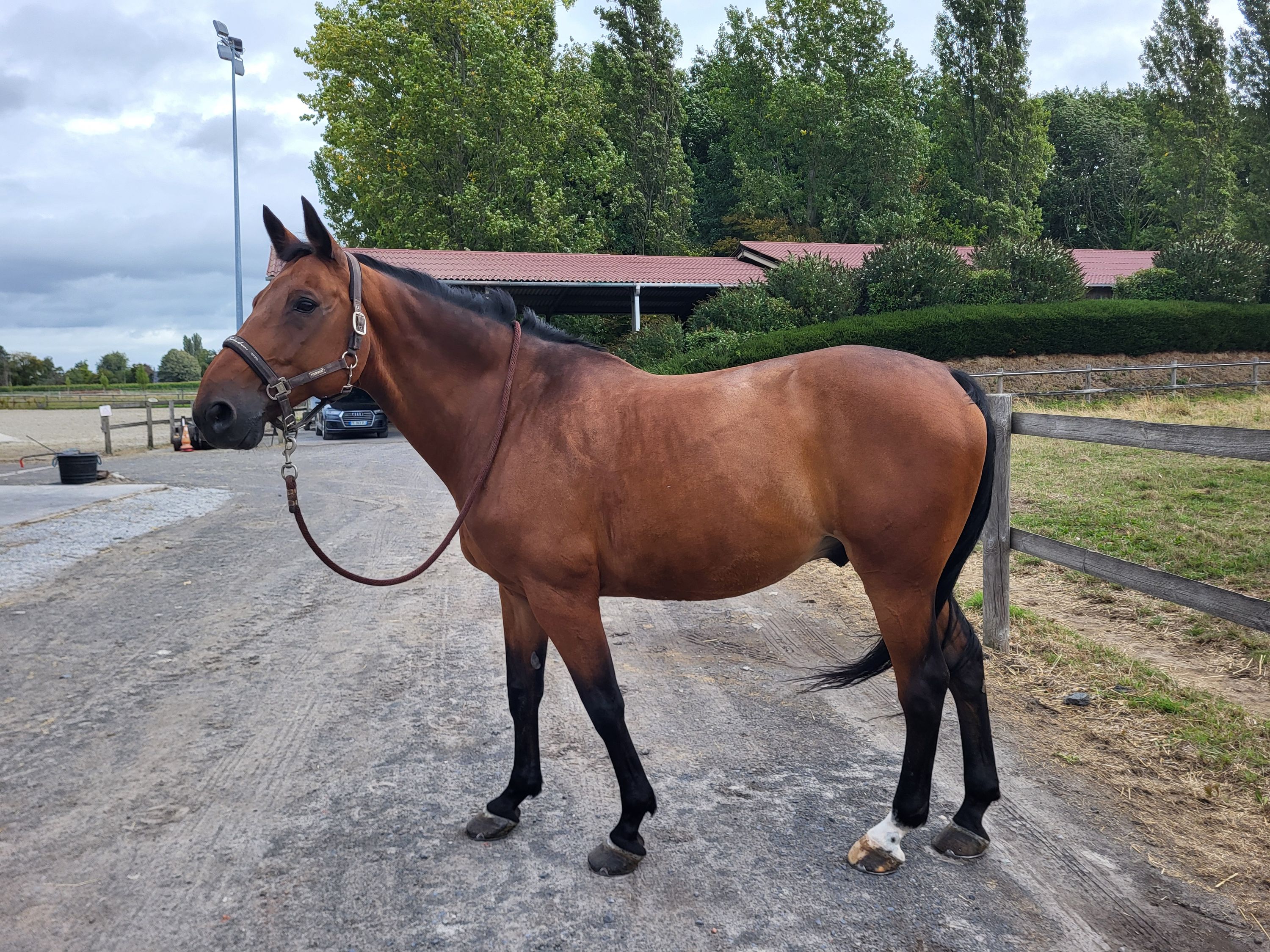 For sale: 15-year-old Selle Français gelding