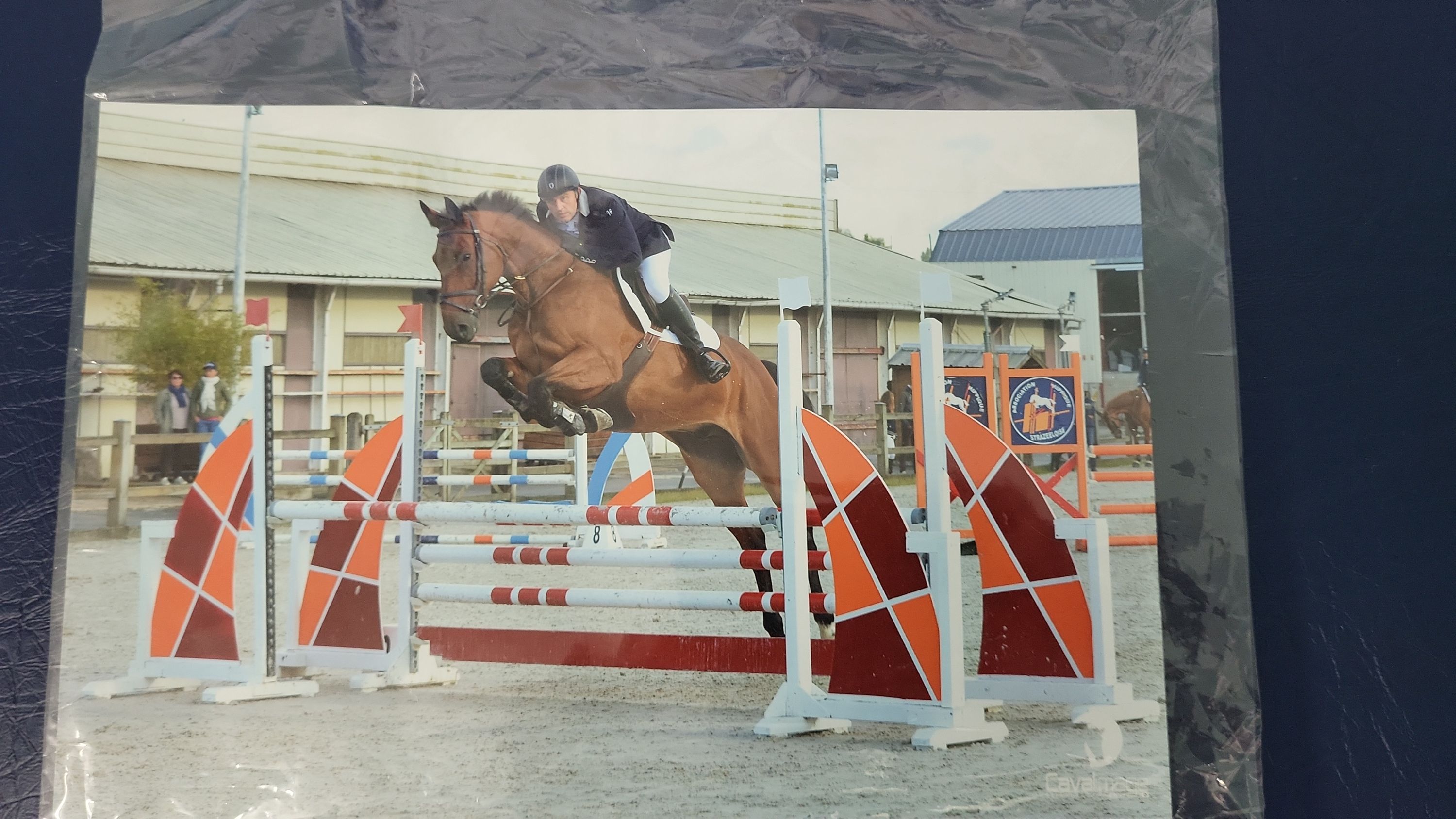selle-francais recreatie-paard ruin 15 years old for sale - Photo 2