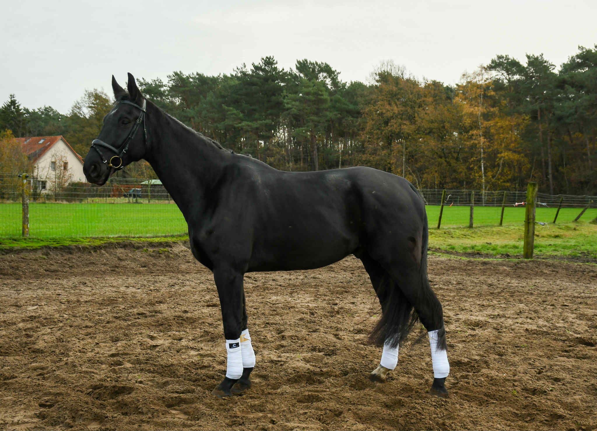 bwp dressuurpaard ruin 6 years old zwart for sale - Photo 3