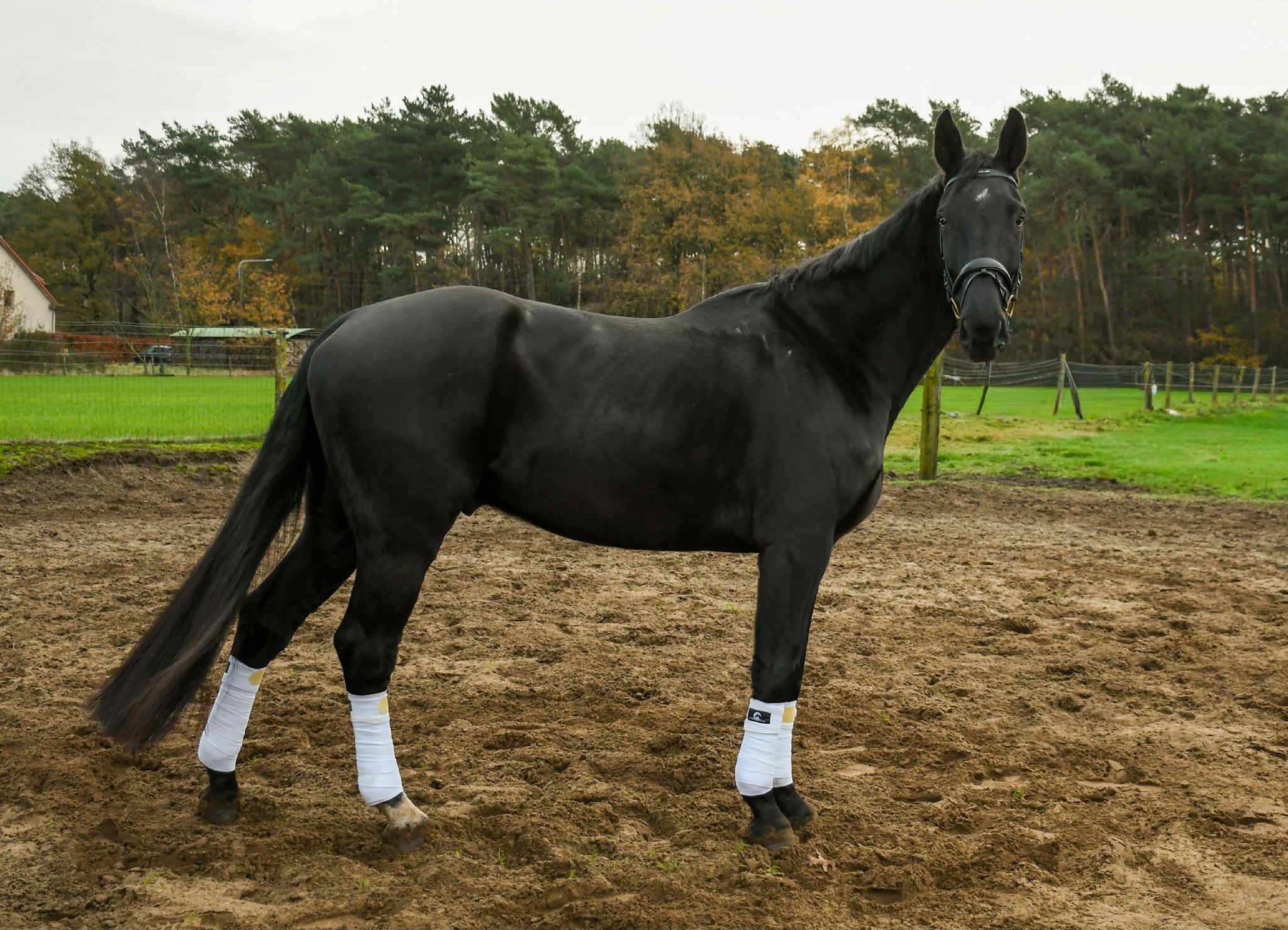 bwp dressuurpaard ruin 6 years old zwart for sale - Photo 2