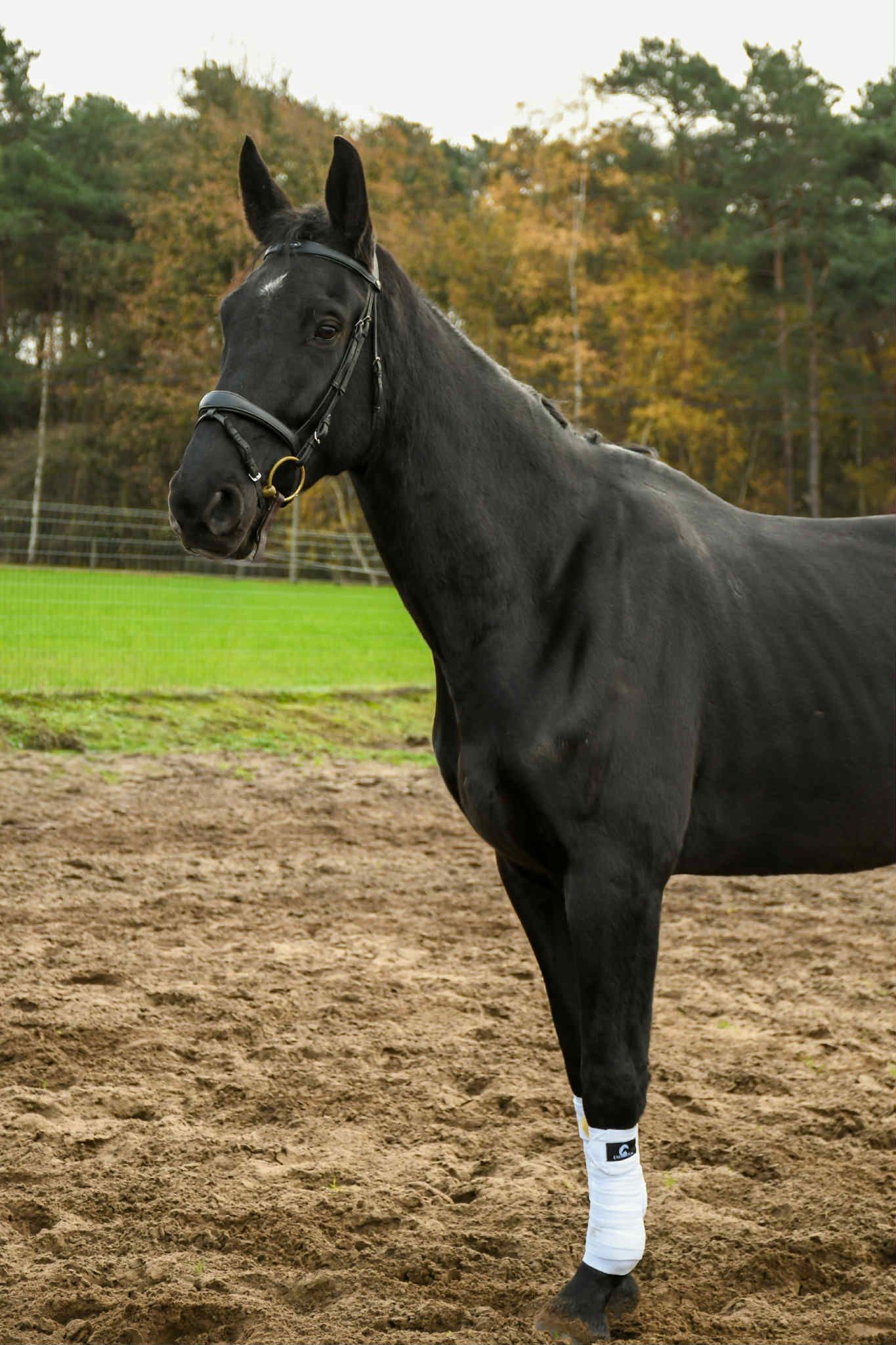 Beautiful 6-year-old black gelding for sale